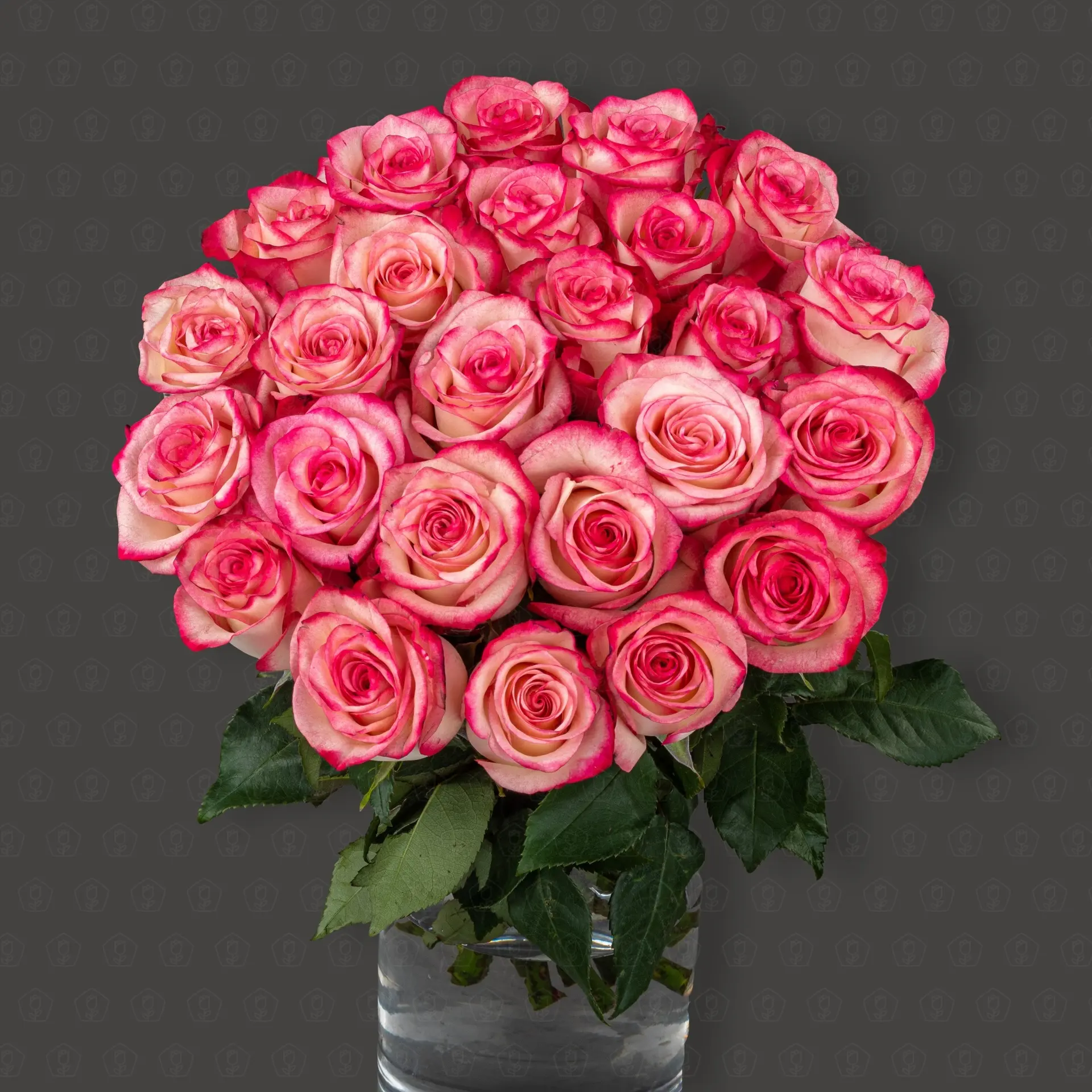 Акция! 25 роз Эквадор 50 см. (Палома)