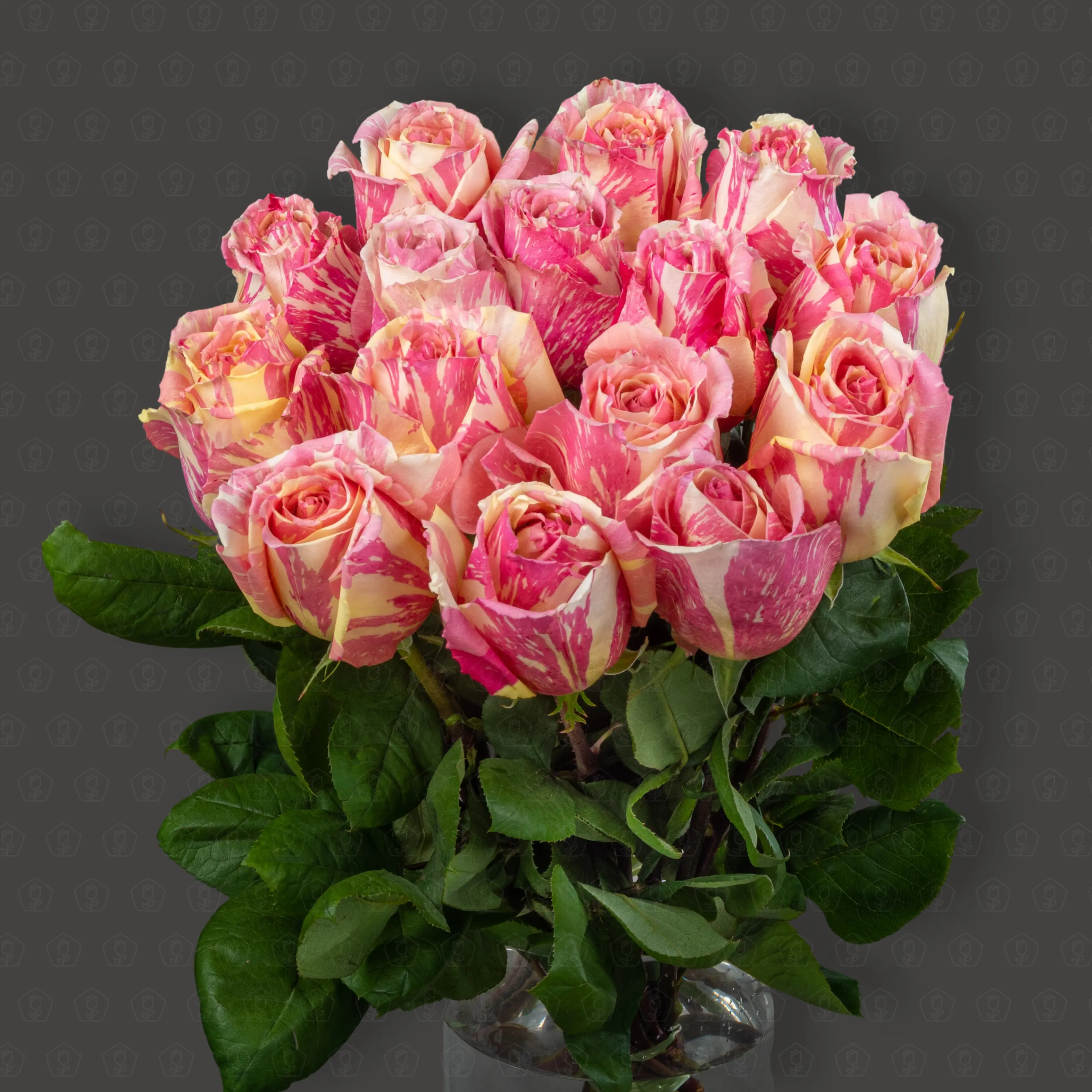 Роза Эквадор 50 см. (Фиеста)