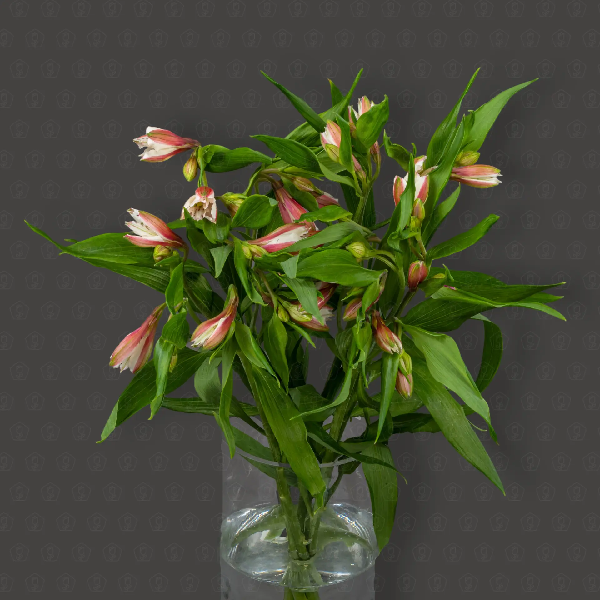 Альстромерия (Розовая)