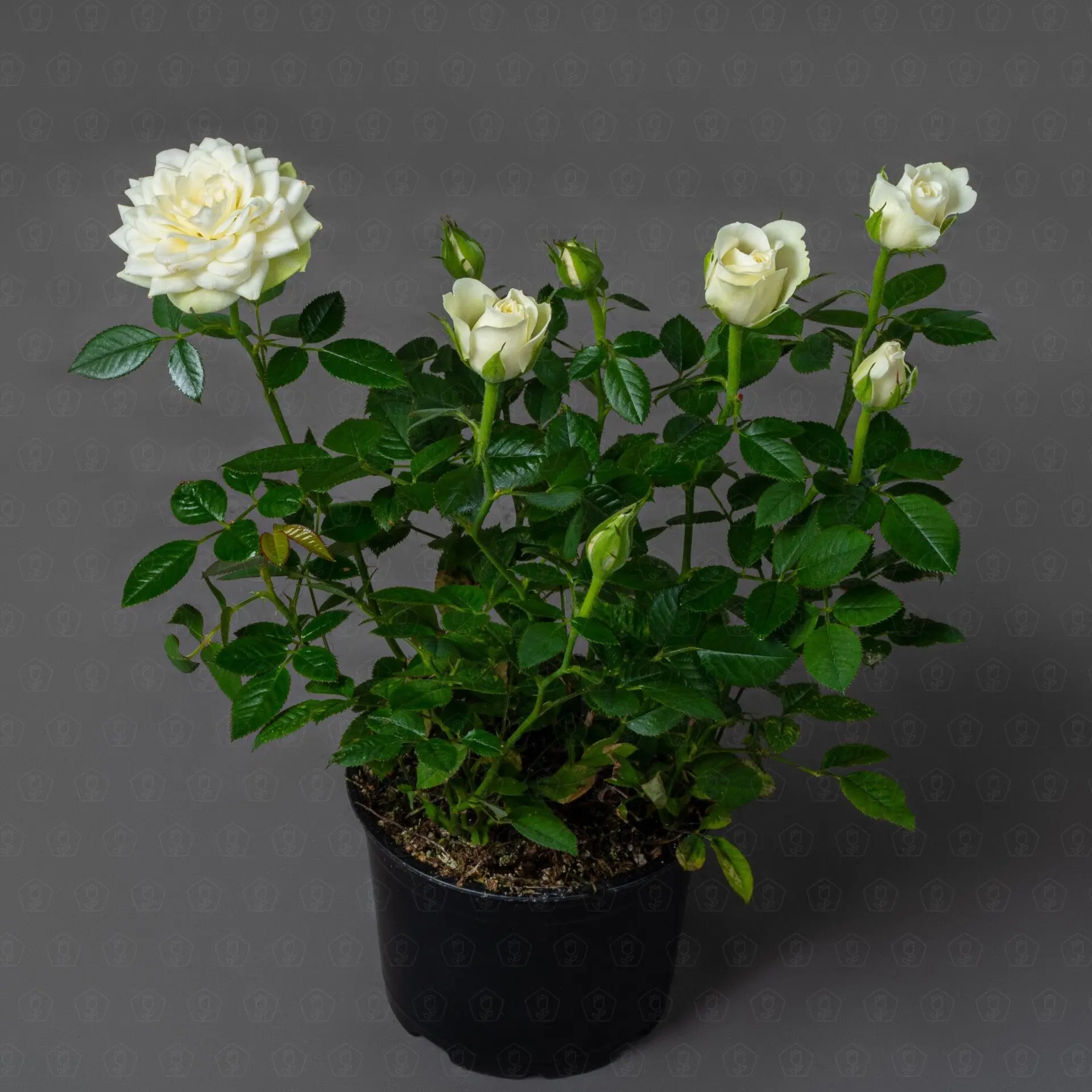 Роза Кордана (Белая)