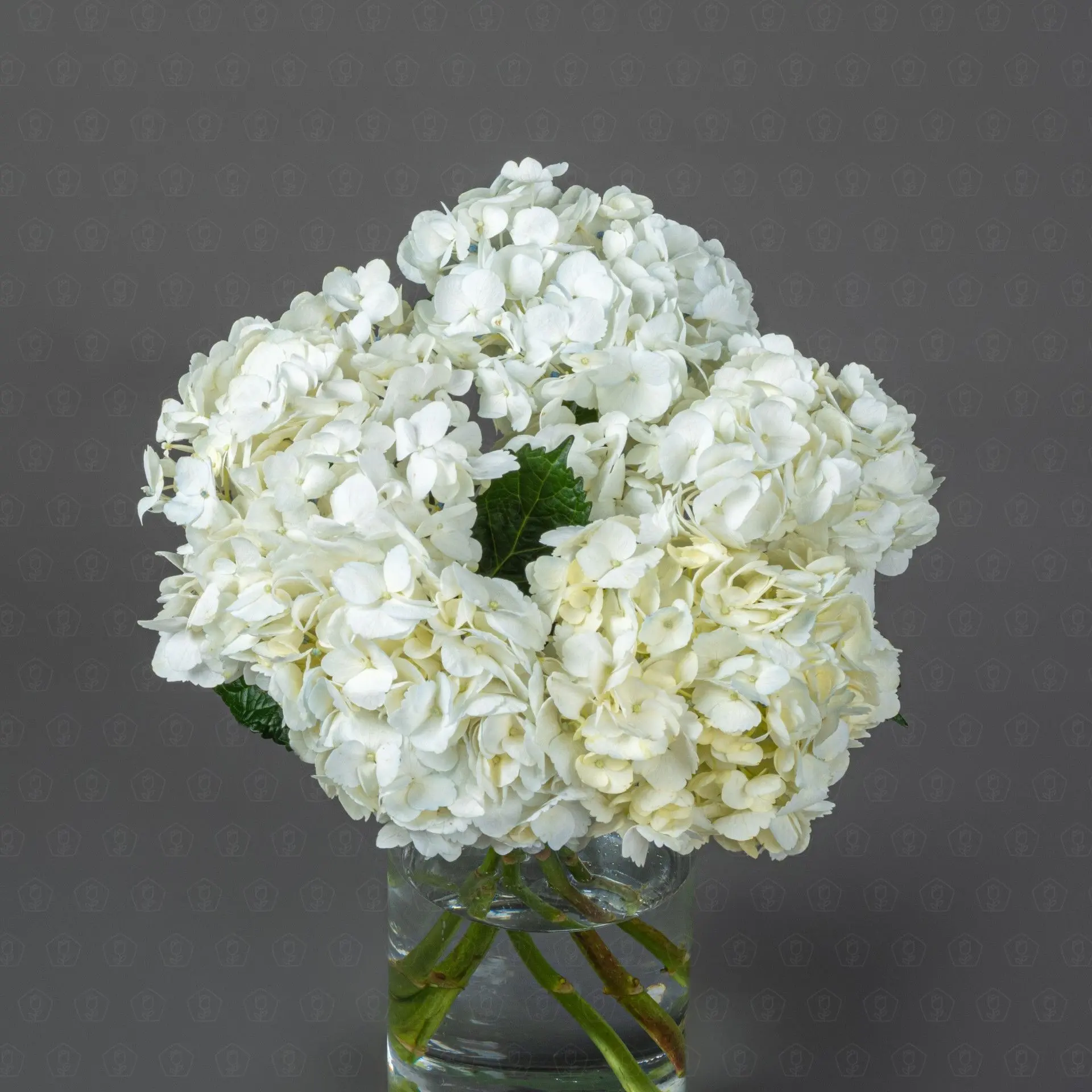 Гортензия (Белая)