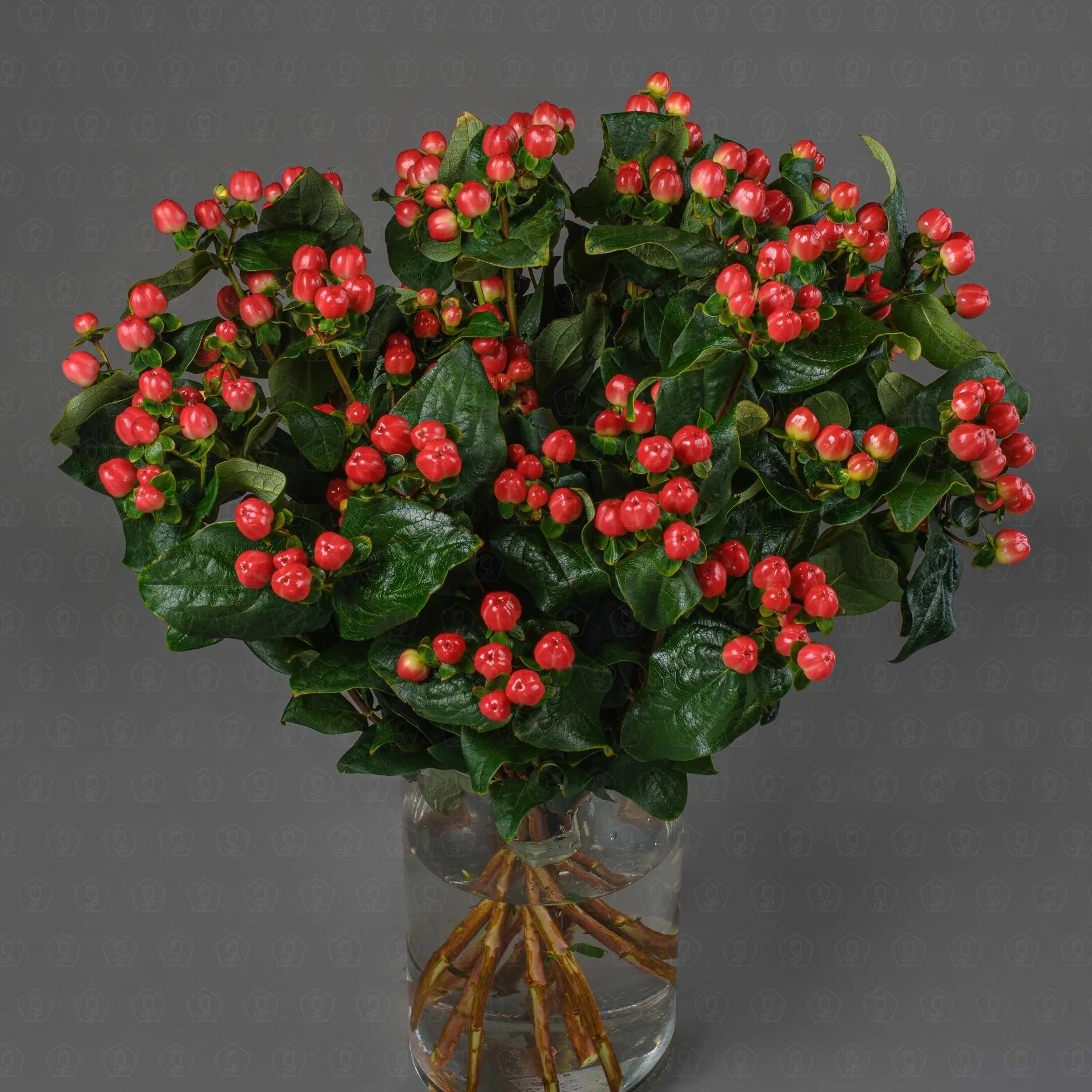 Гиперикум (Красный)