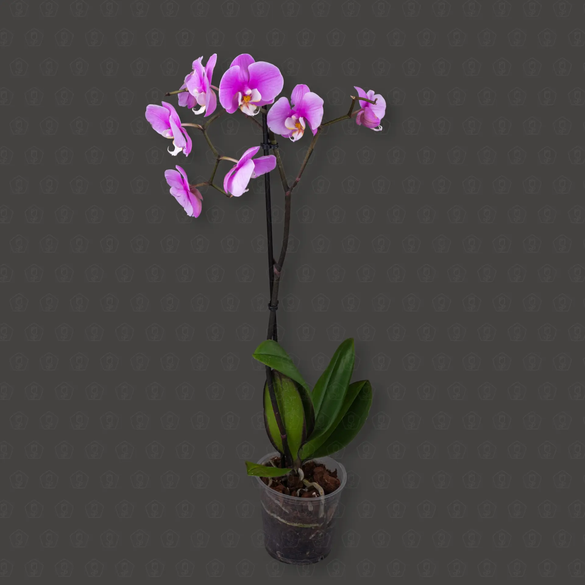 Фаленопсис 1 ст d12 h60 (Розовый)