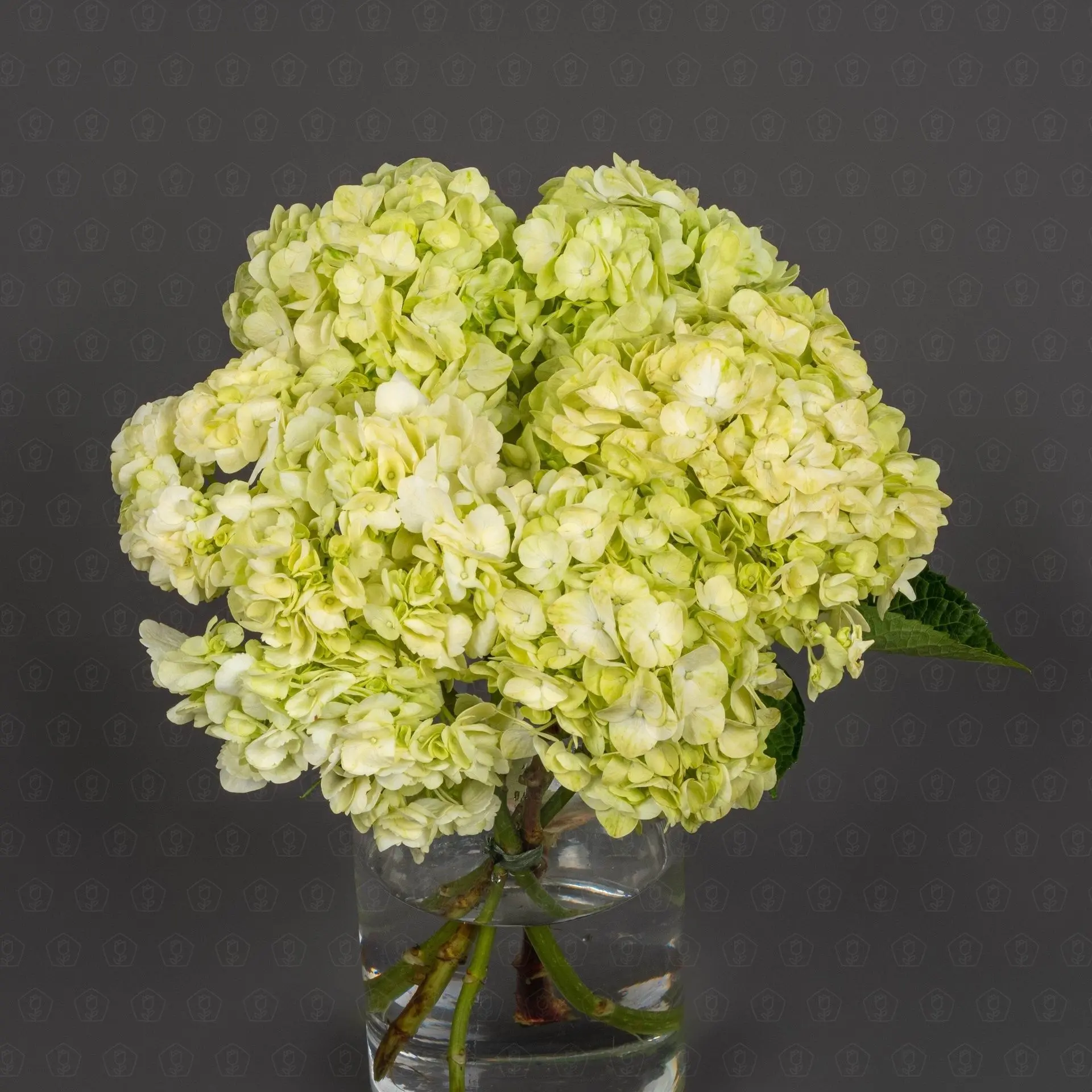 Гортензия (Зеленая)