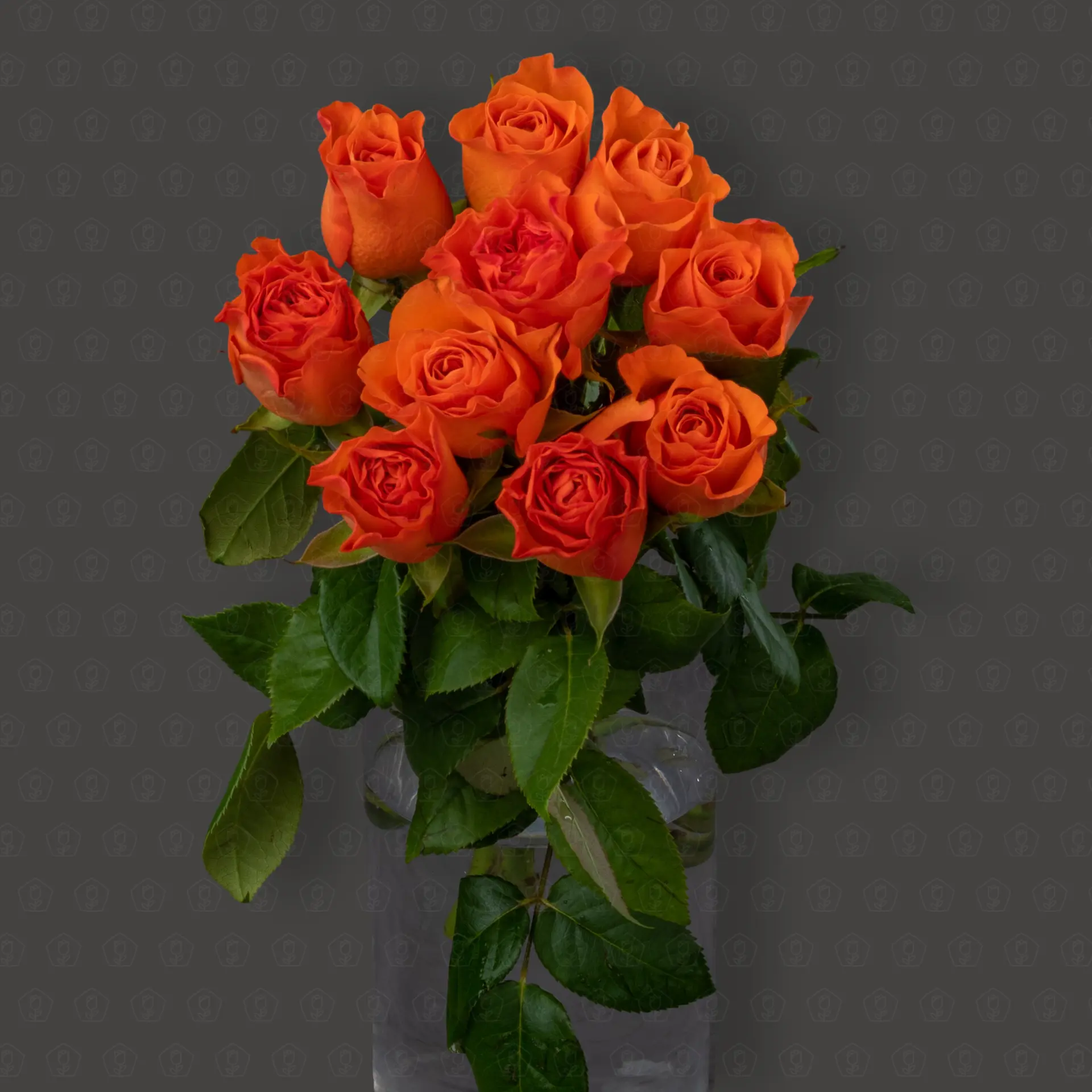 Роза Кения 40 см. (Оранжевая)