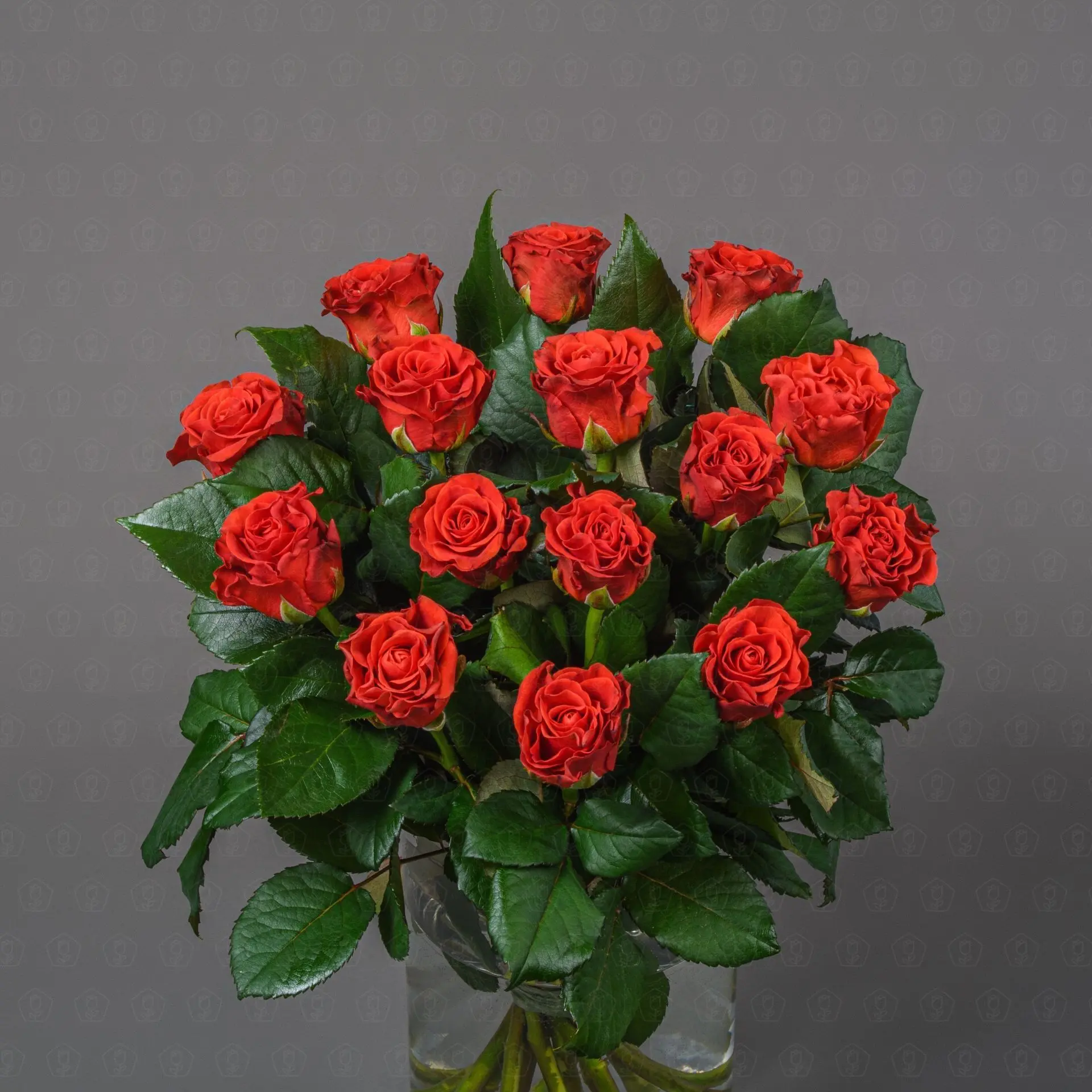 Роза Россия 50 см. (Эль Торро)