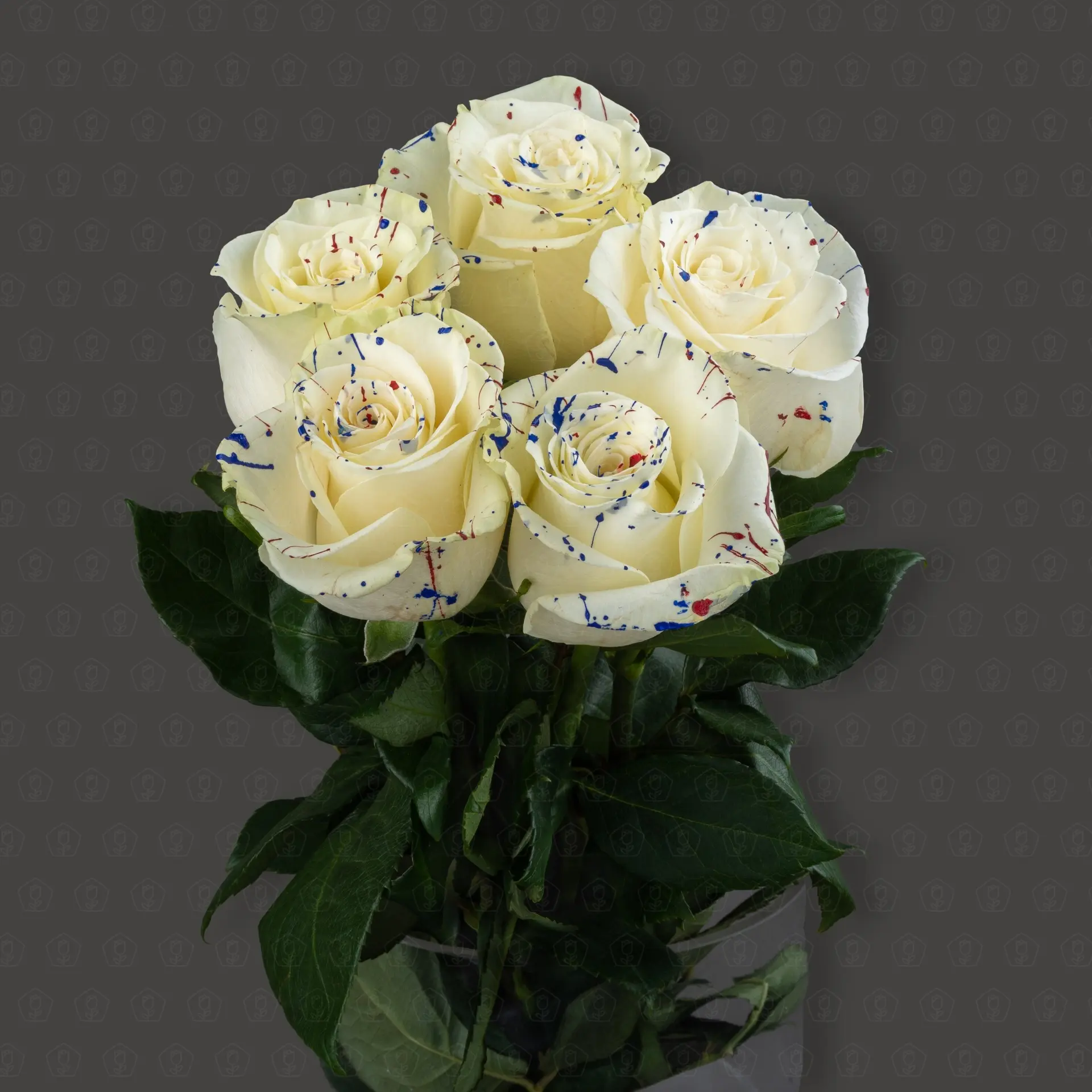Роза Эквадор 50 см. крашенная (Индепенденс Старс)