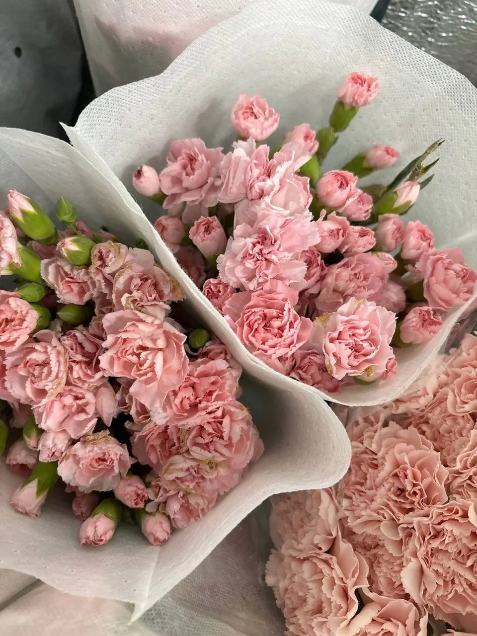 Гвоздика кустовая (Светло-розовая)