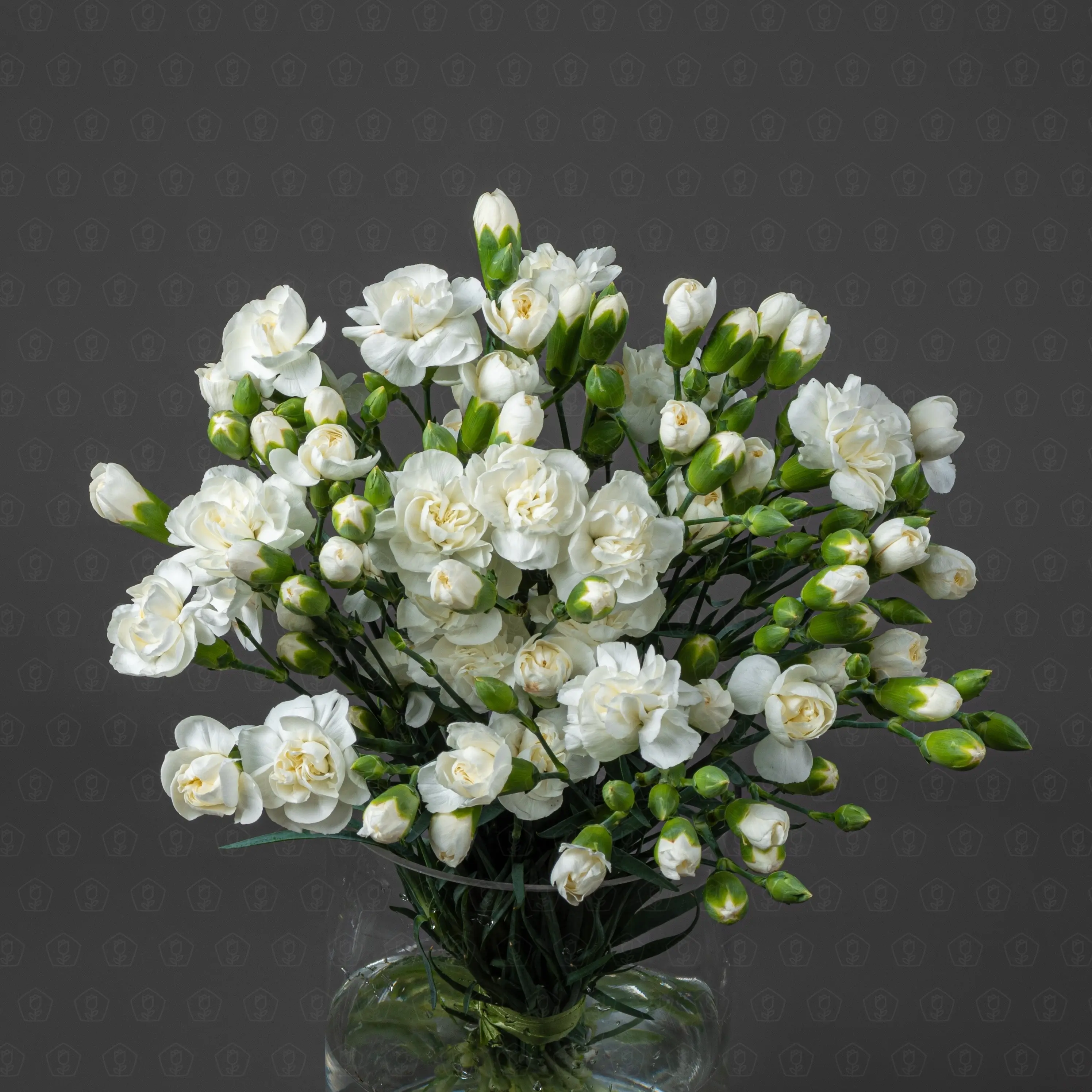 Гвоздика кустовая (Белая) Гвоздика кустовая (Белая)