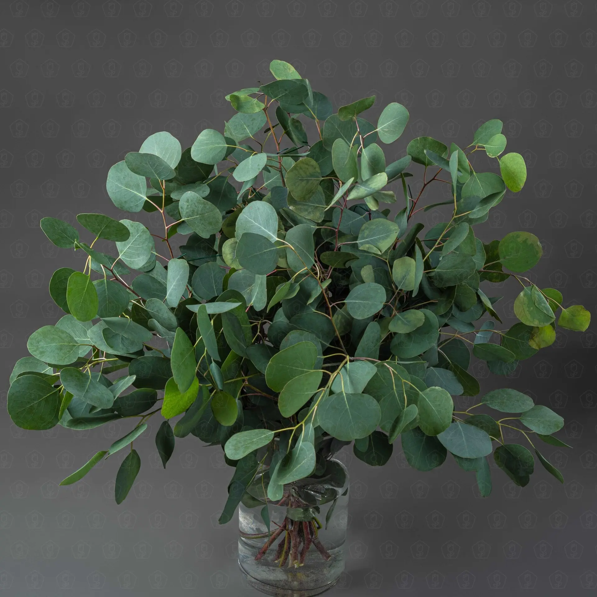 Зелень Эвкалипт Популус (банч)