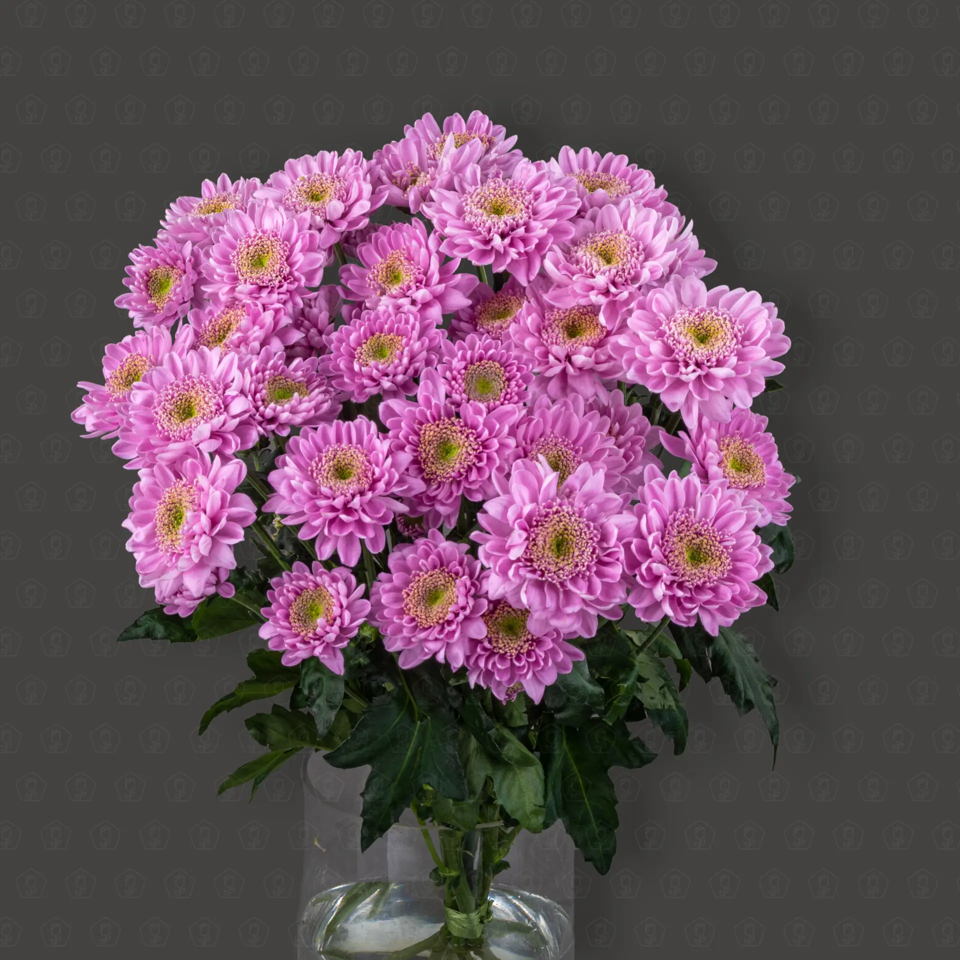 Хризантема кустовая (Оптимист)