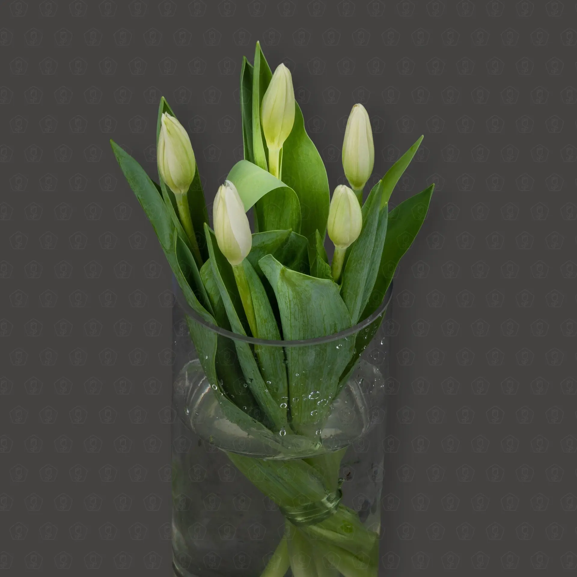 Тюльпан 50 см. (Белый) Упаковка 5 шт.