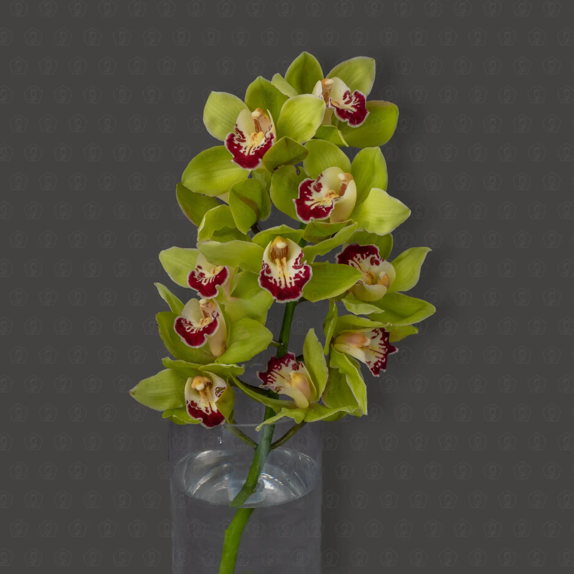 Орхидея Цимбидиум 50 см. ветка (Зеленый)