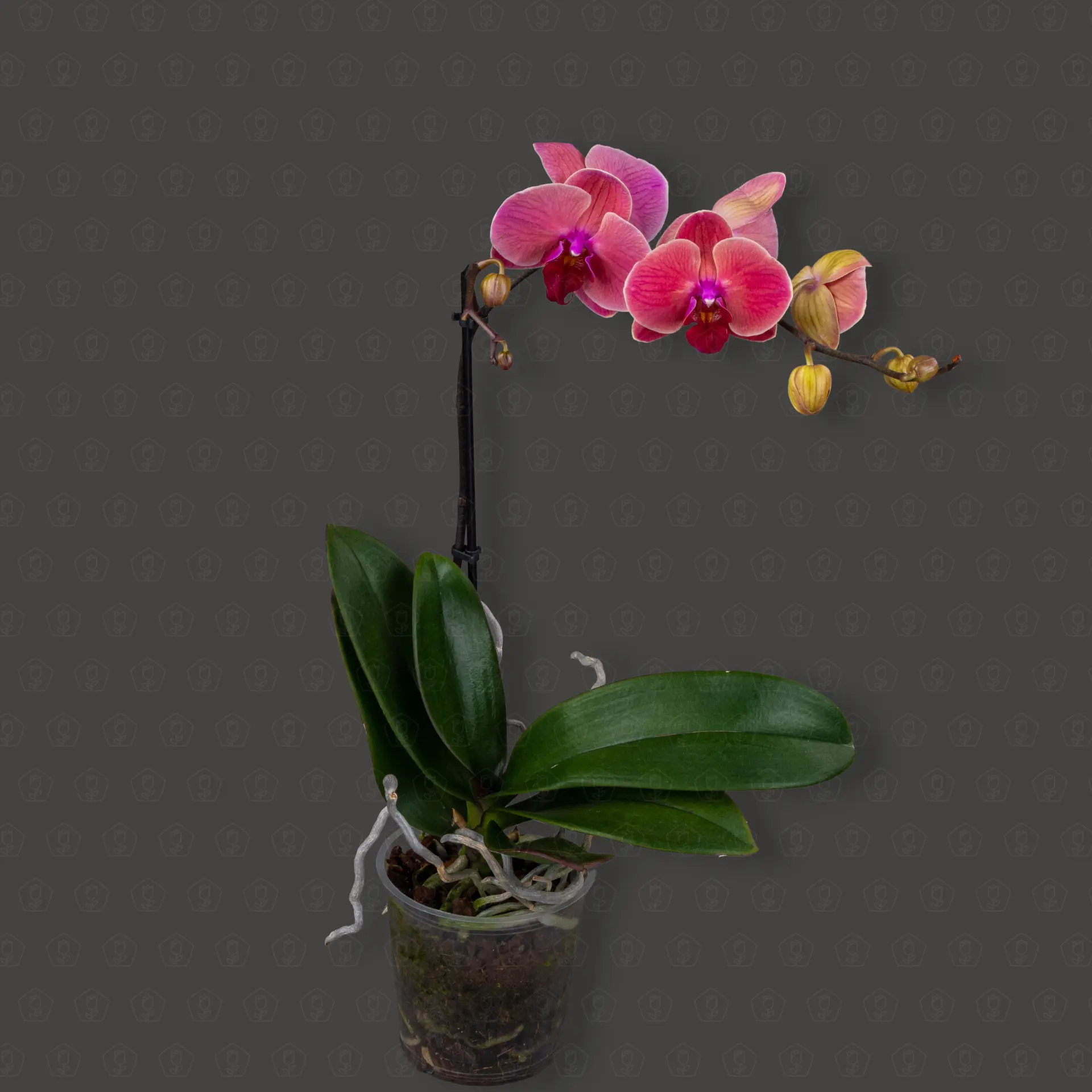 Фаленопсис 1 ст d12 h60 (Коричневый)