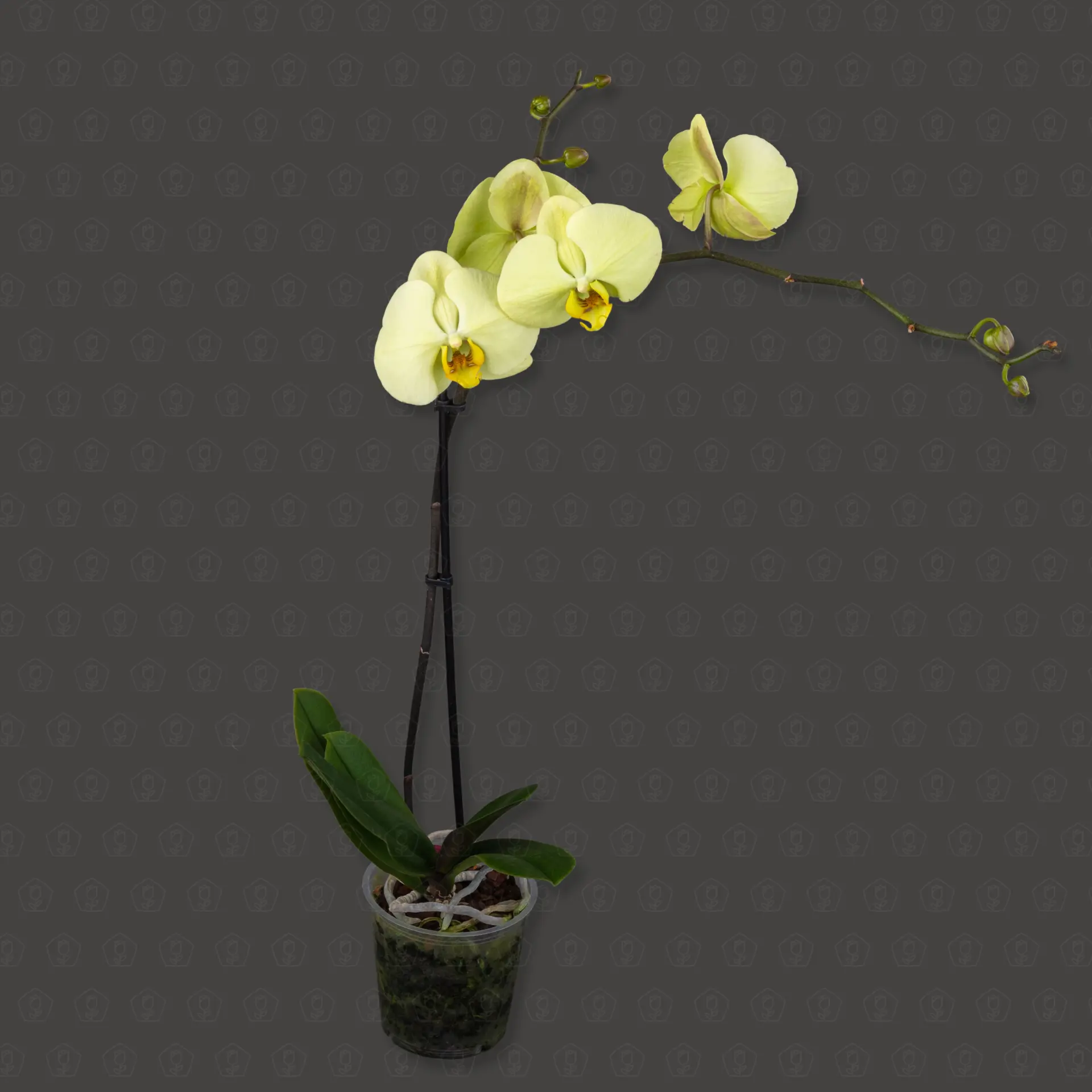 Фаленопсис 1 ст d12 h60 (Зеленый)