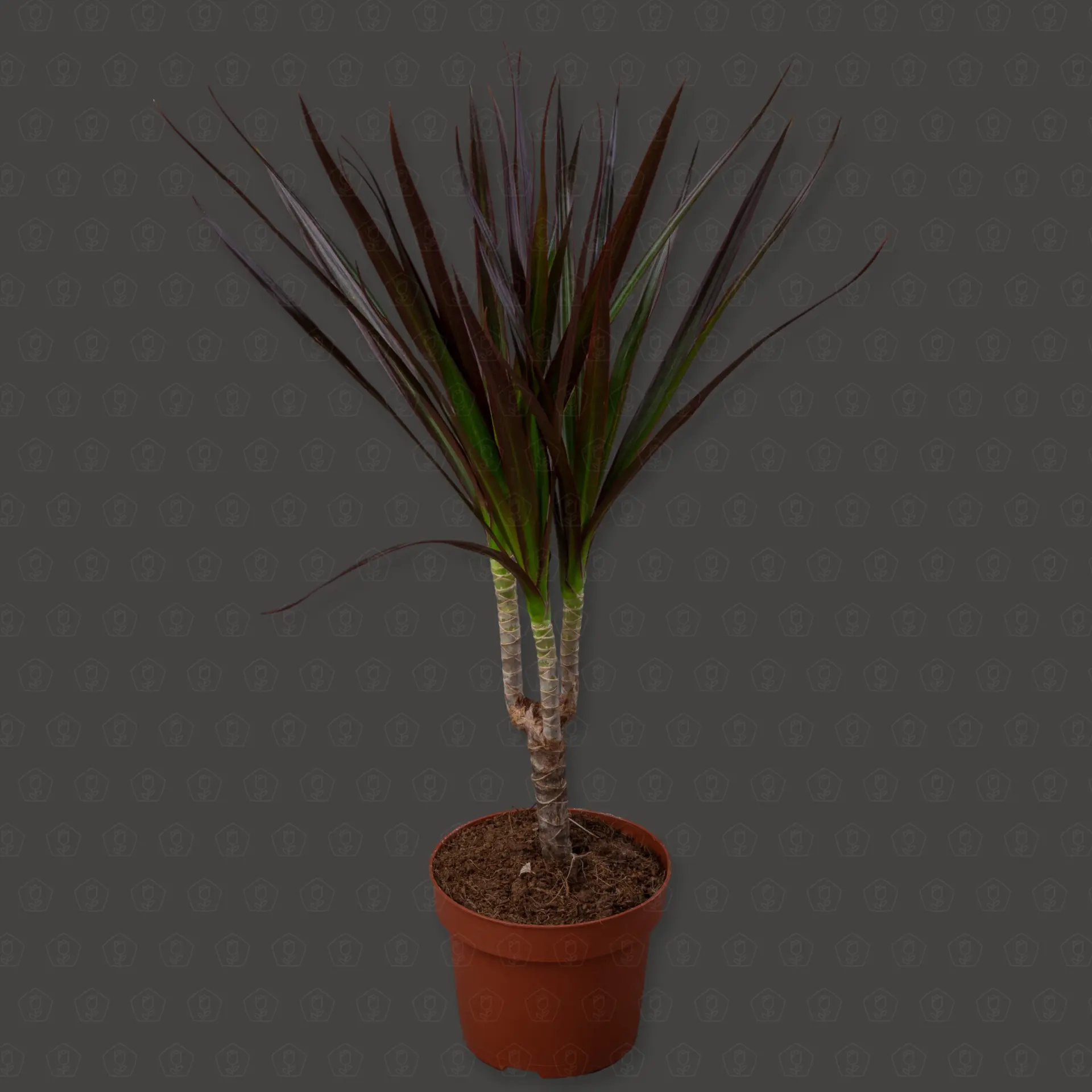 Драцена Магента d12 h35