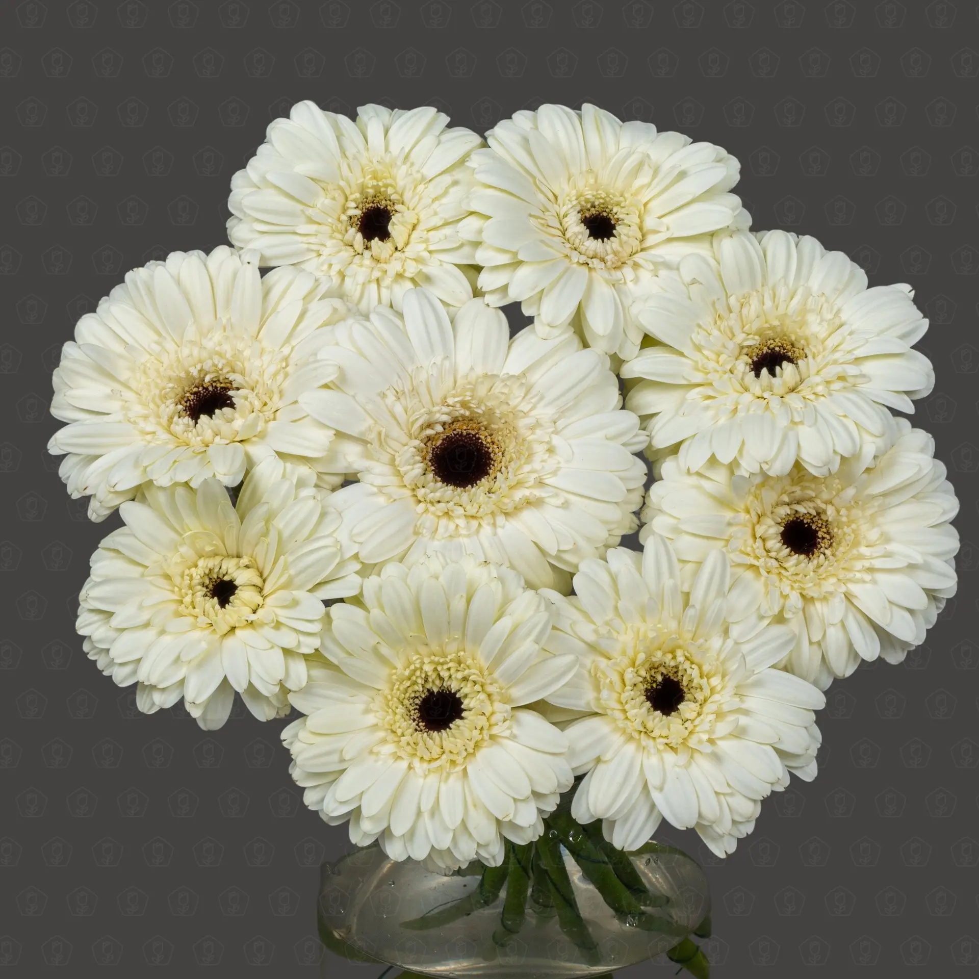 Гербера (Касабланка)