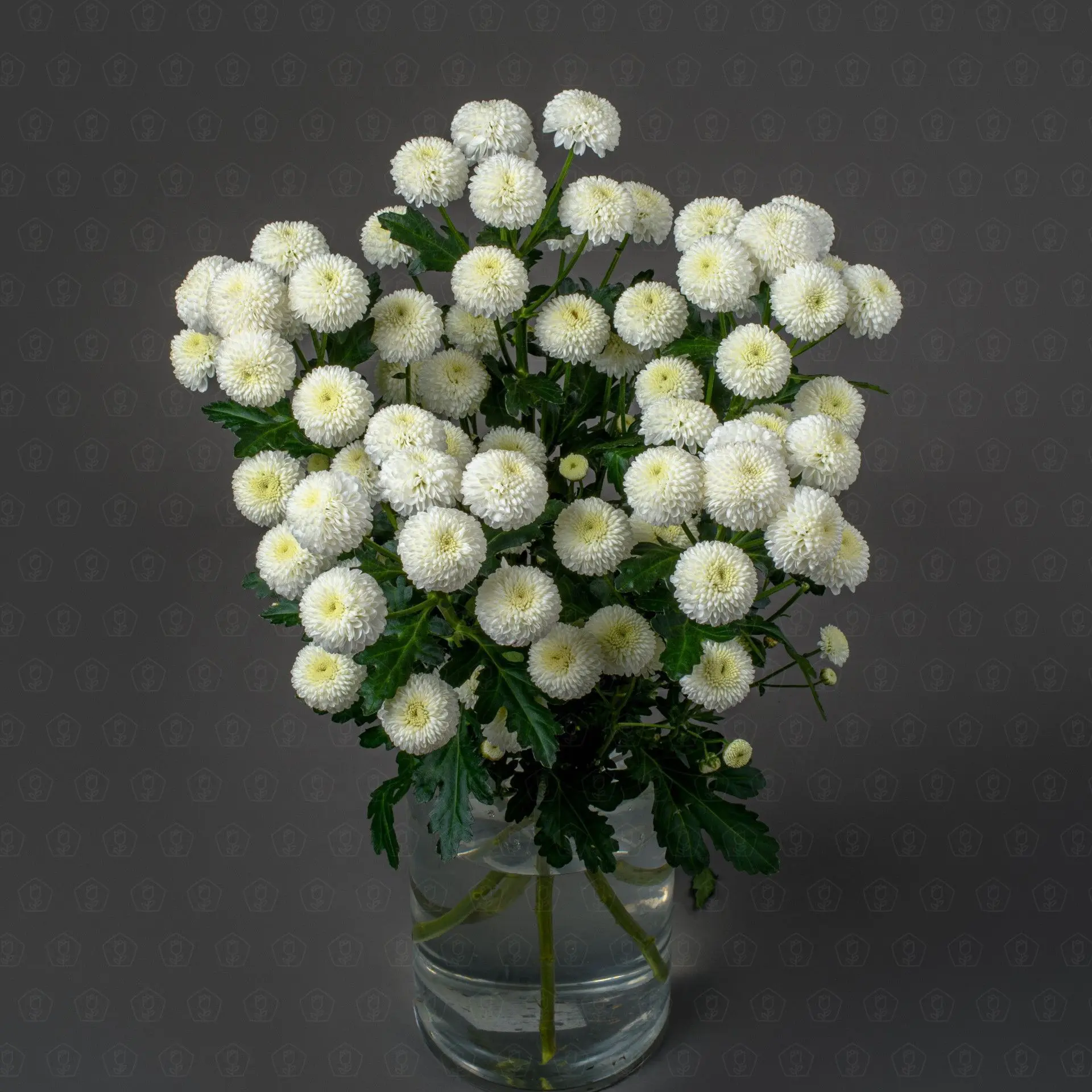 Хризантема кустовая (Ньютон)