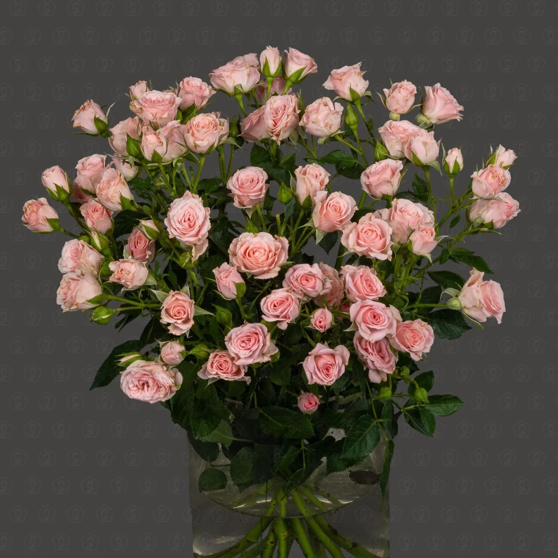 Роза кустовая 50 см. (Розовая)