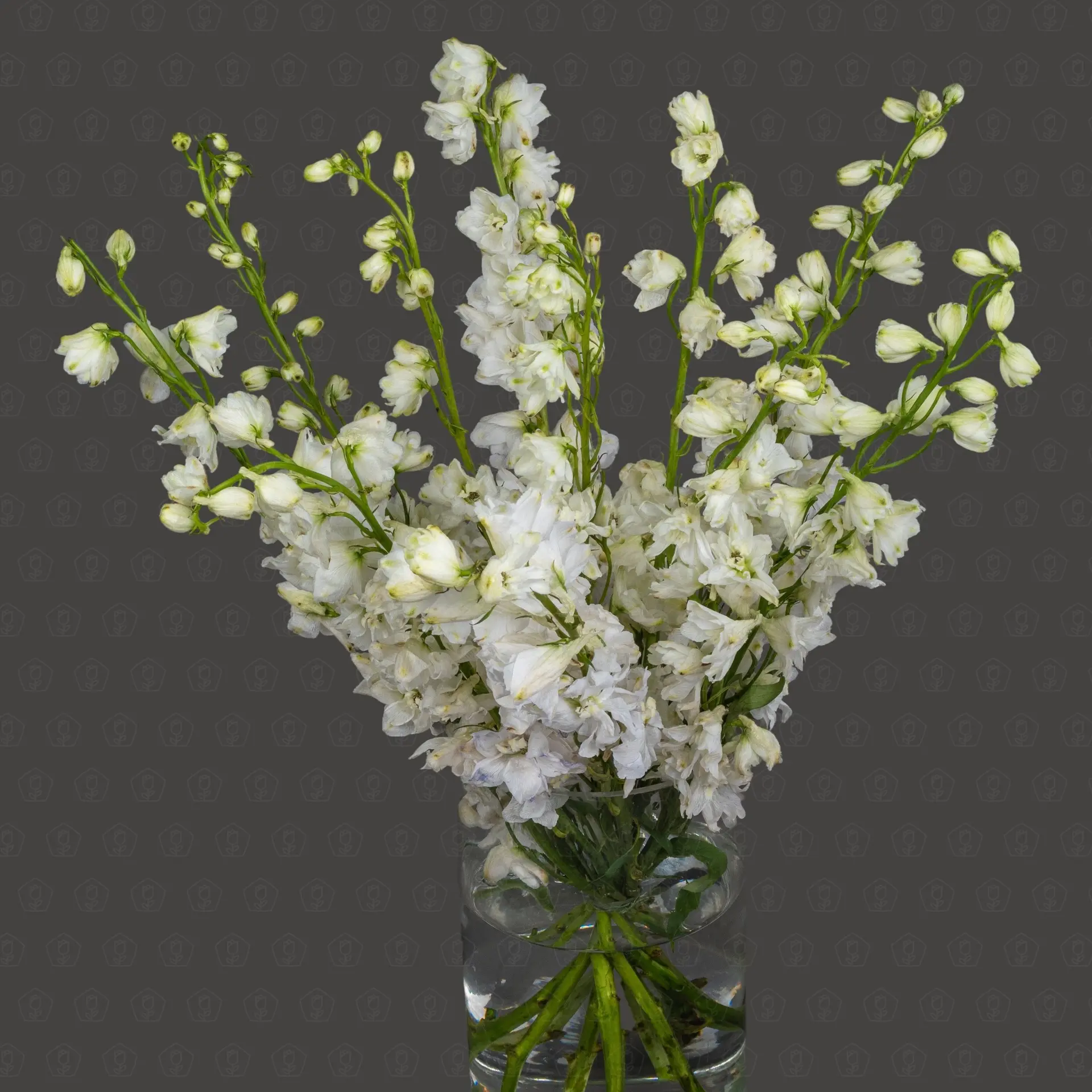 Дельфиниум (Белый)