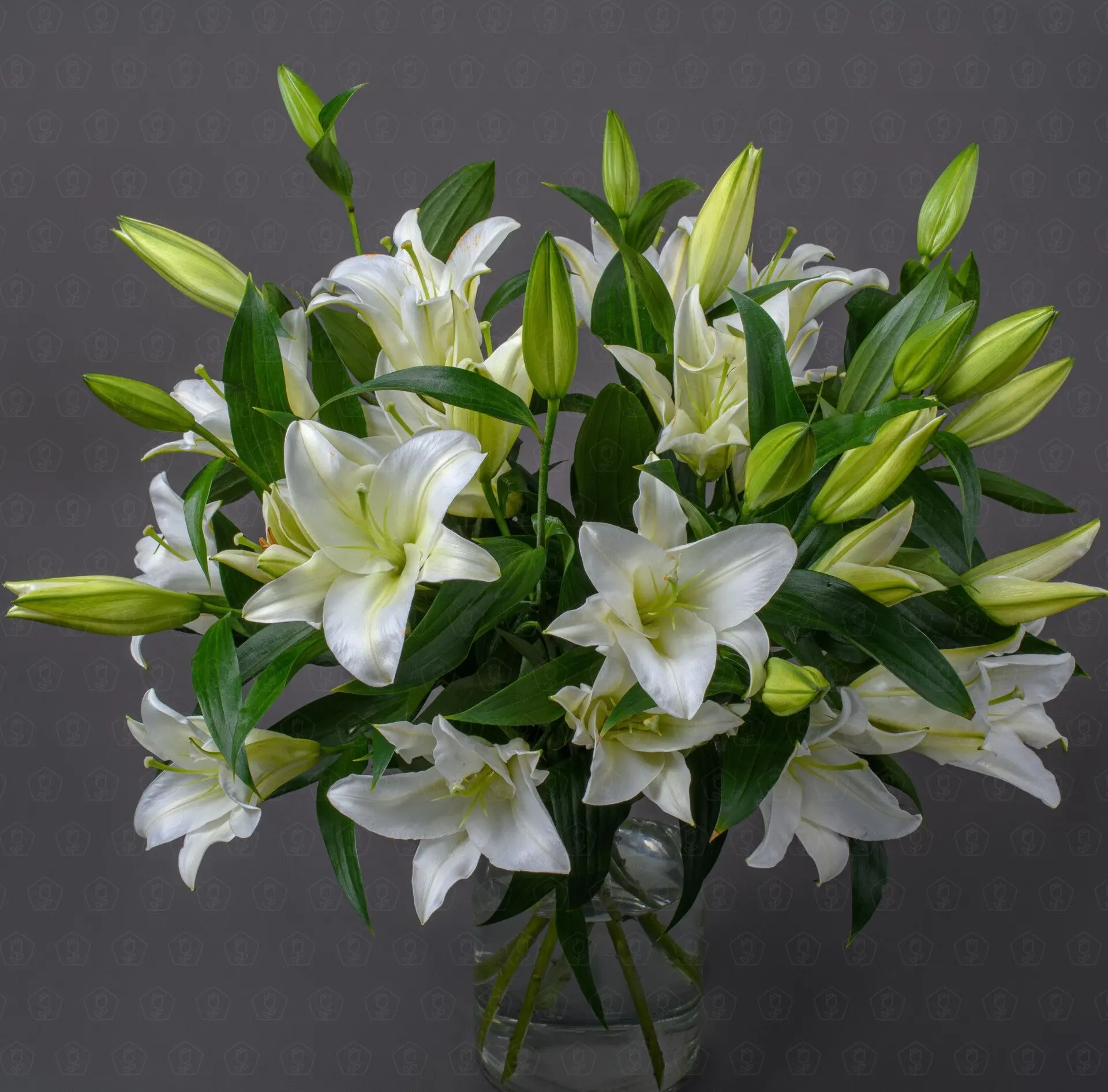 Лилия (Белая) Лилия (Белая)