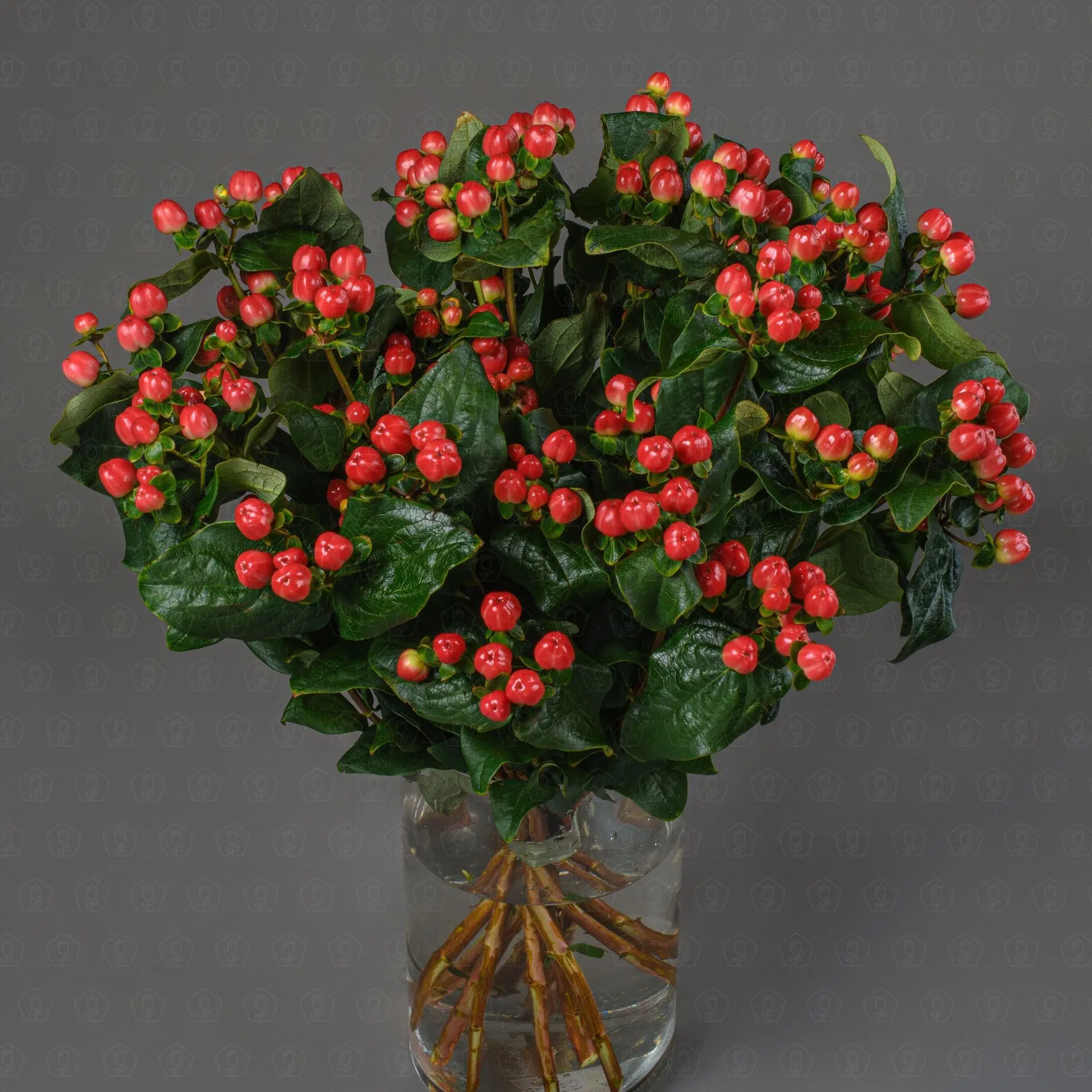 Гиперикум (Красный)