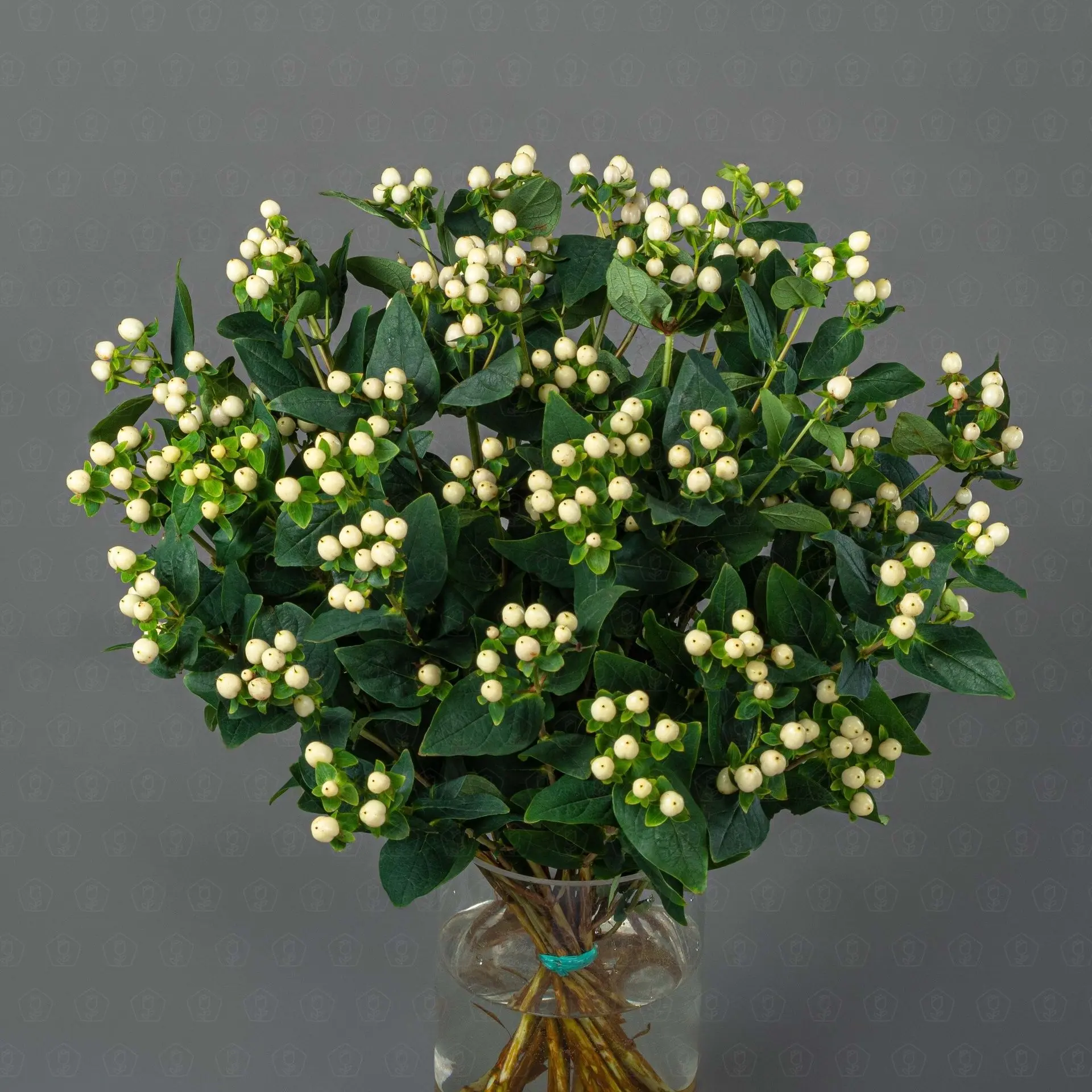 Гиперикум (Белый)