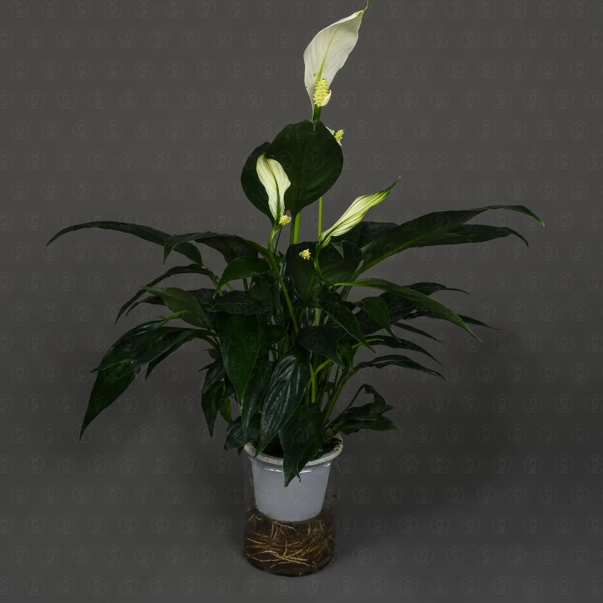 Спатифиллум Блэк 12/40