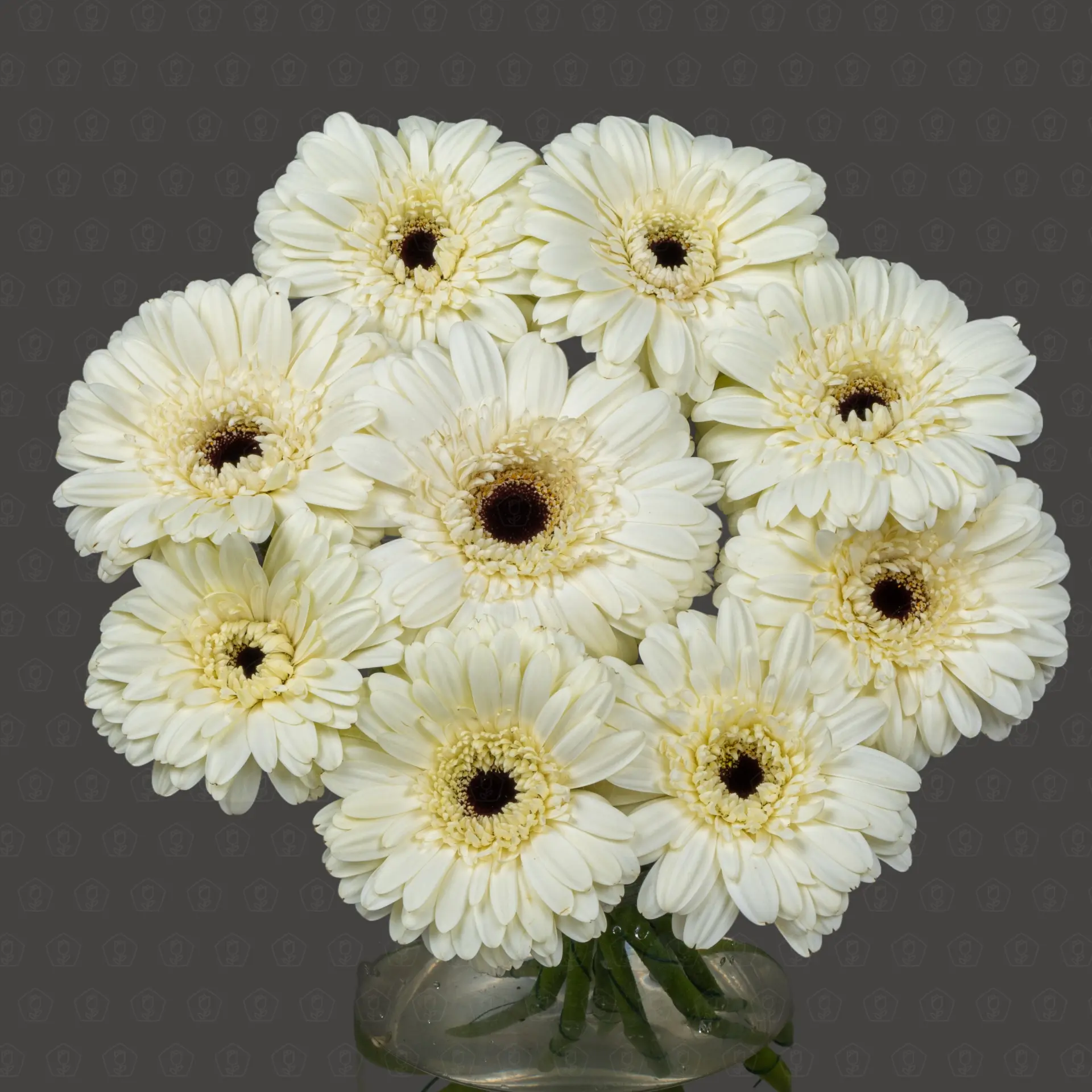 Гербера (Касабланка) Гербера (Касабланка)