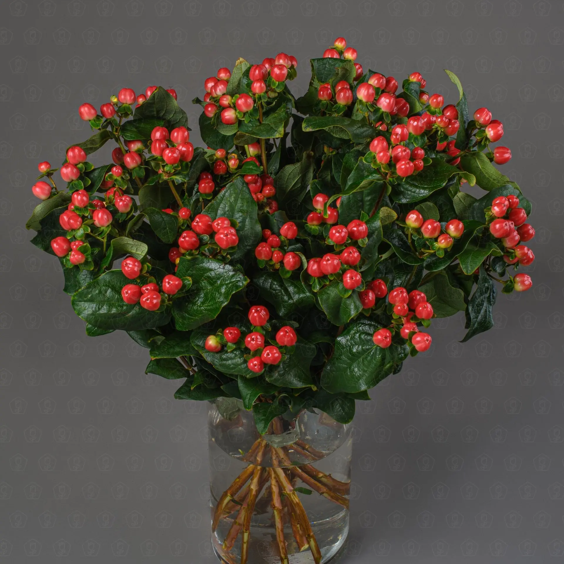 Гиперикум (Красный)