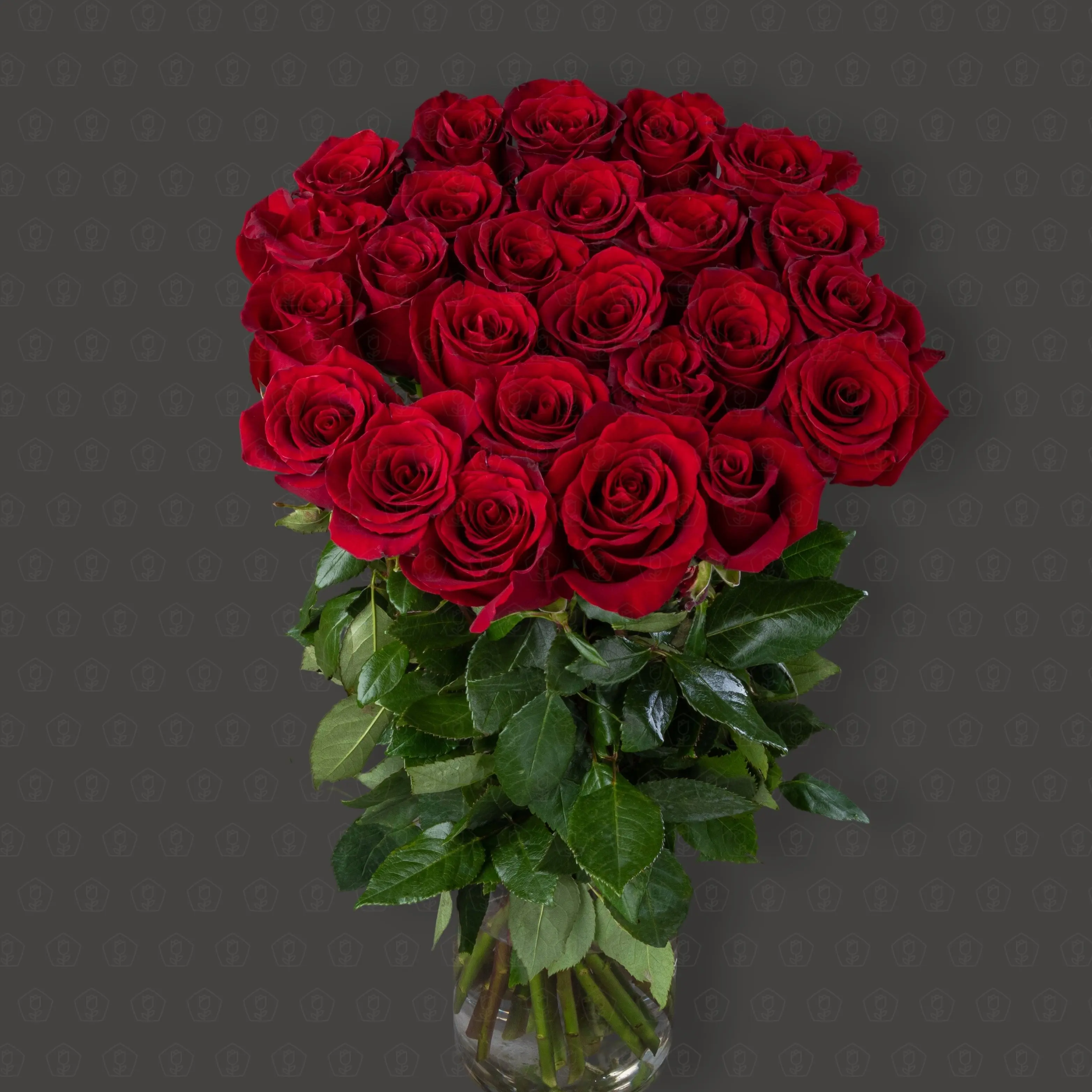 Акция! 25 роз Эквадор 70 см. (Эксплорер)