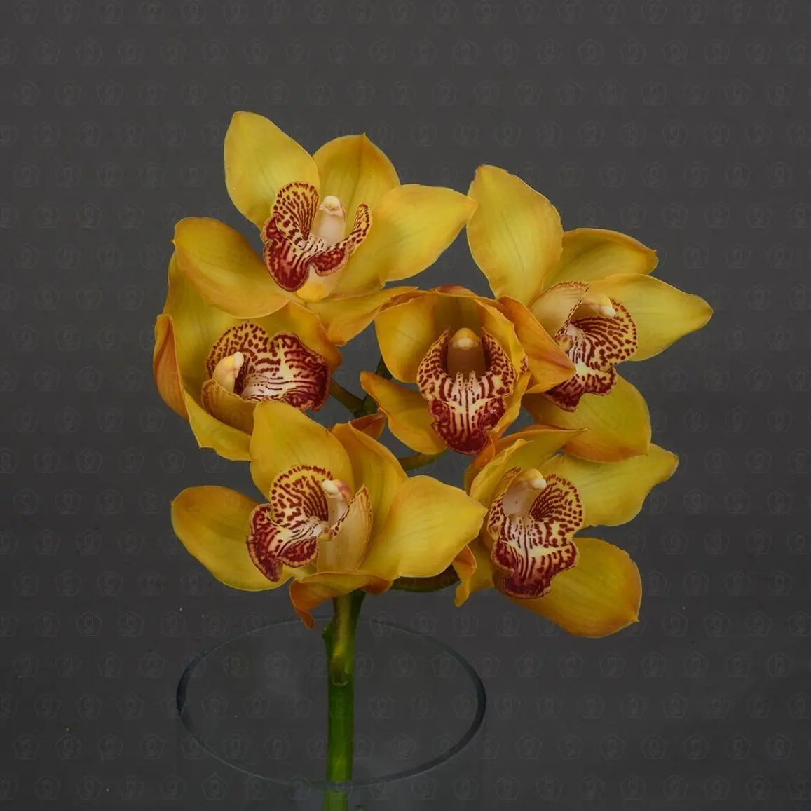 Орхидея Цимбидиум 50 см. ветка (Желтый)