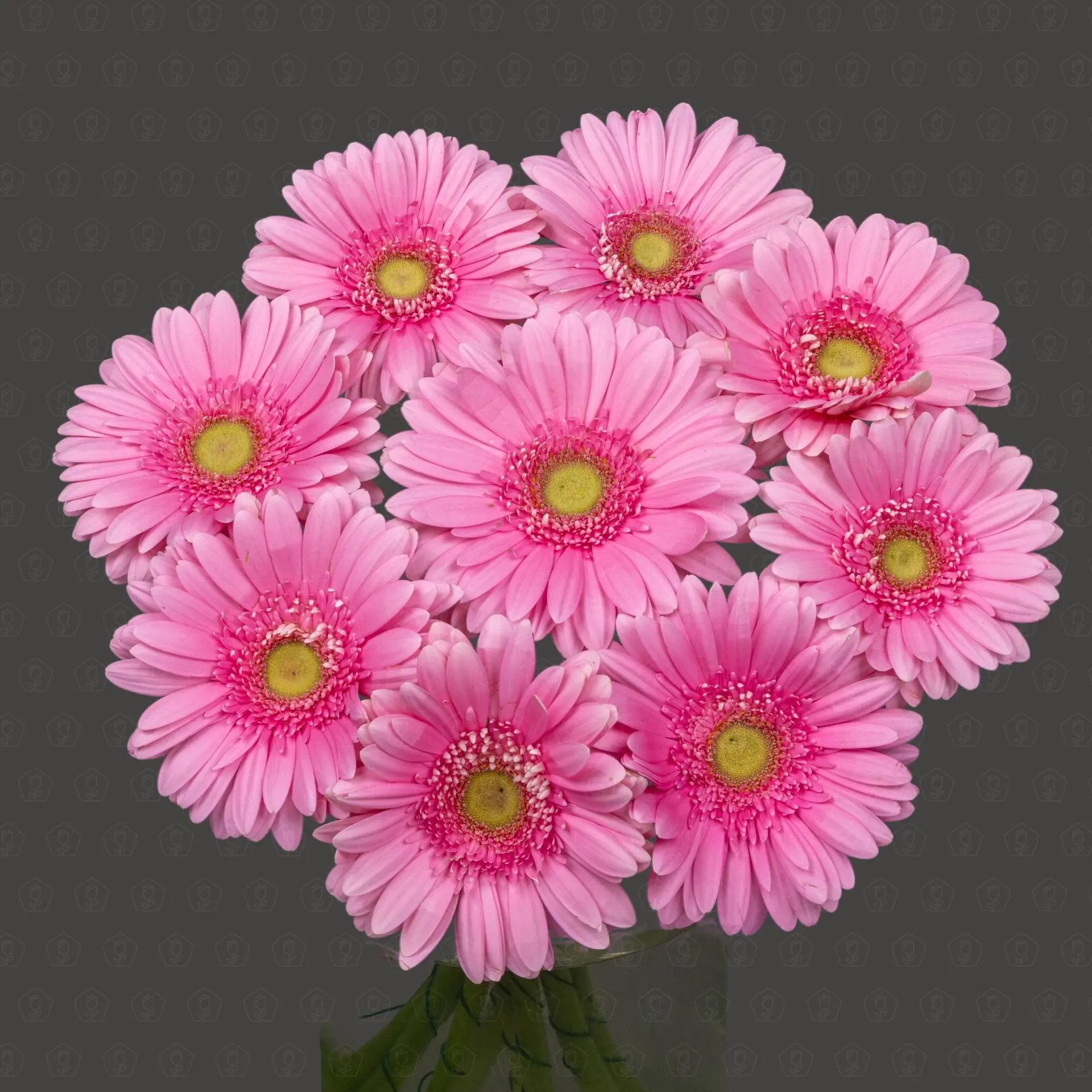 Гербера (Беллароса)