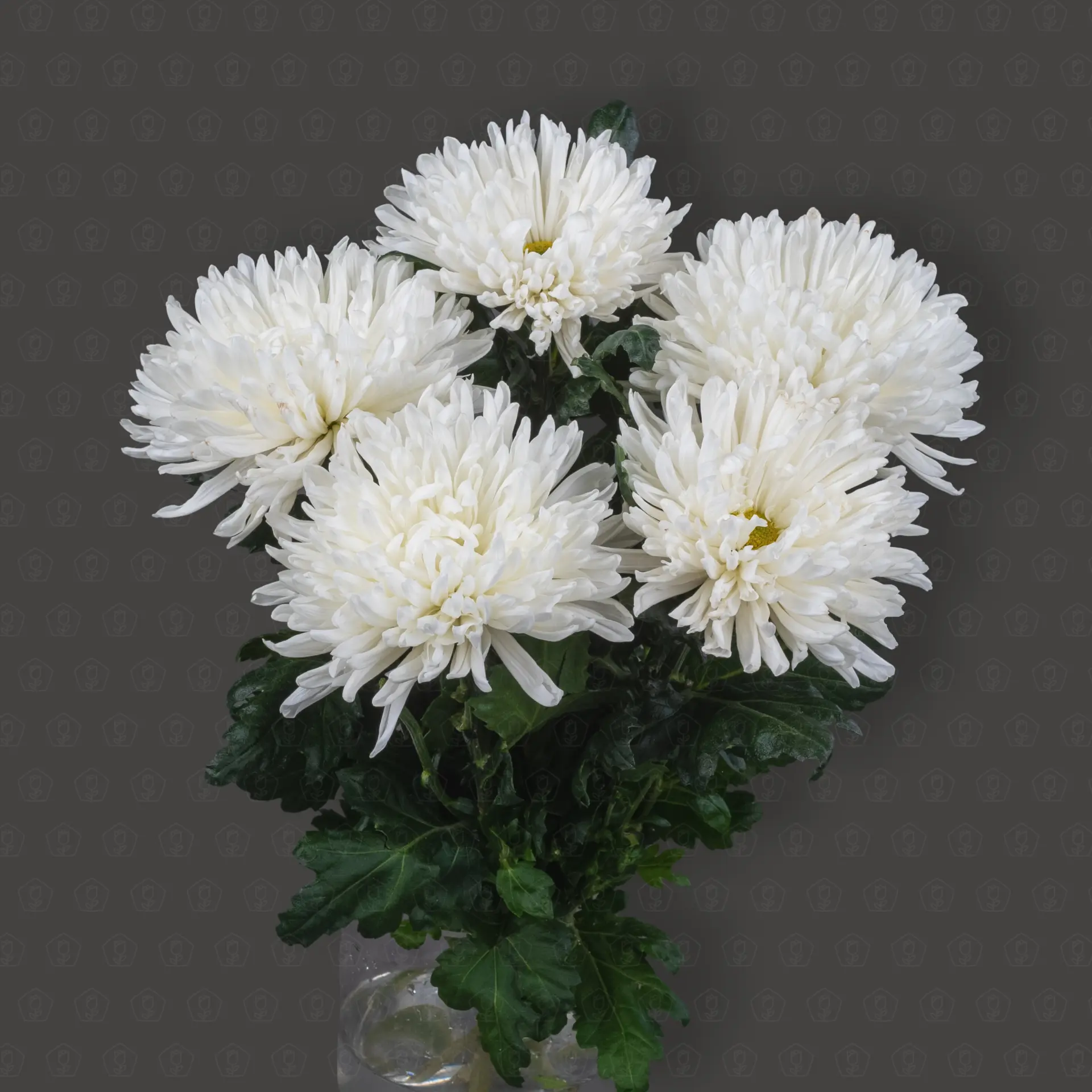 Хризантема одноголовая (Антонов)