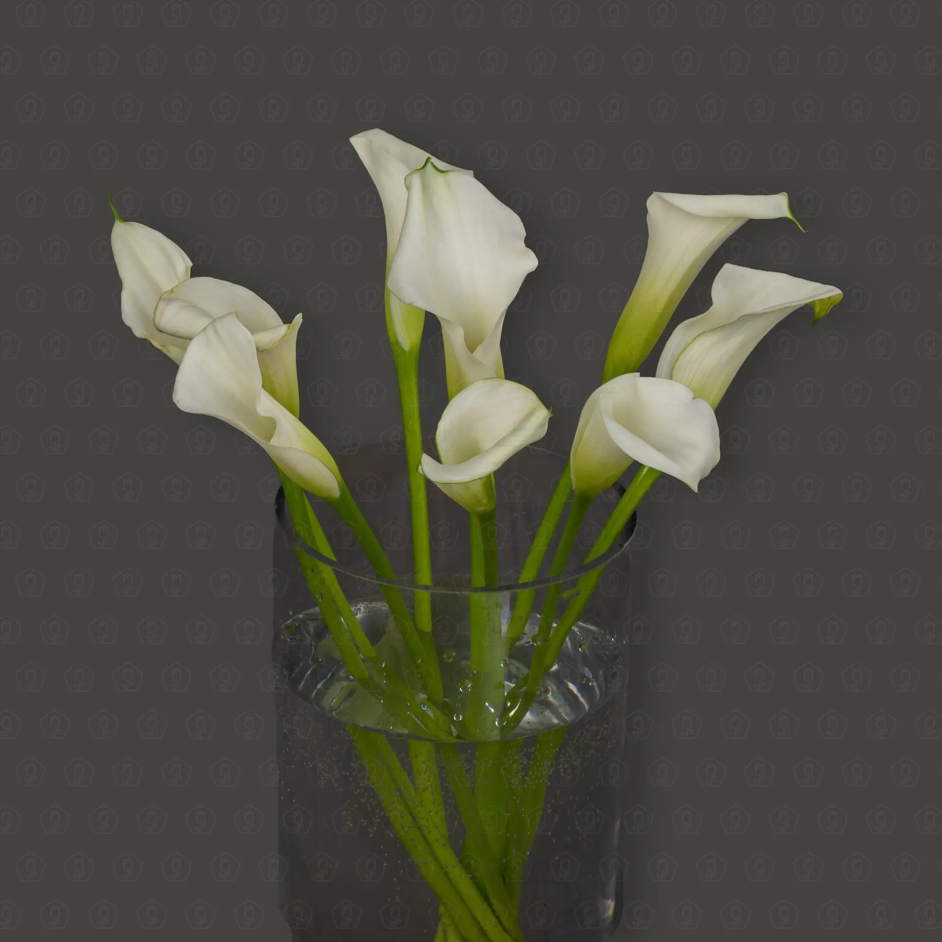 Калла (Белая)