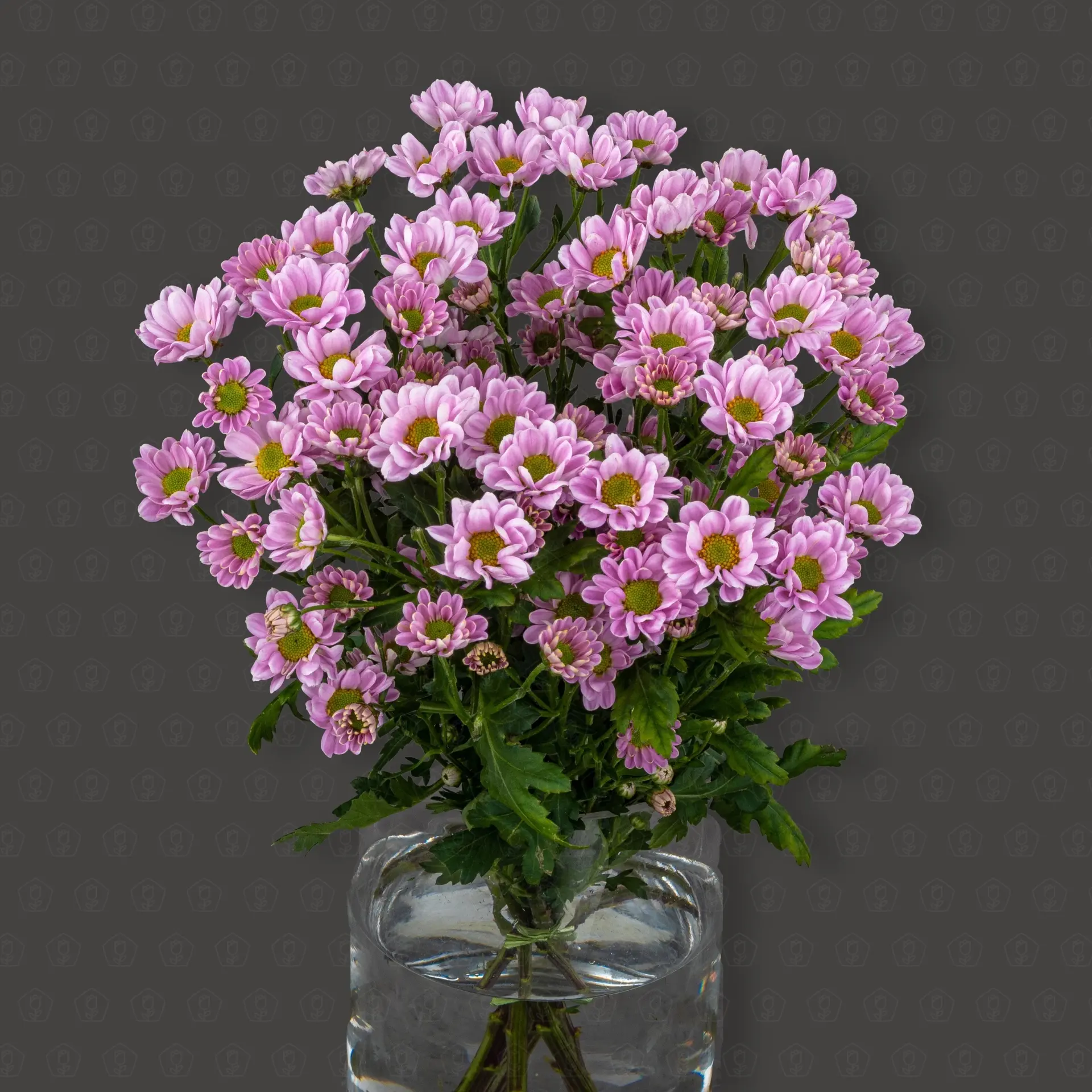 Хризантема кустовая Сантини (Росси Пинк)