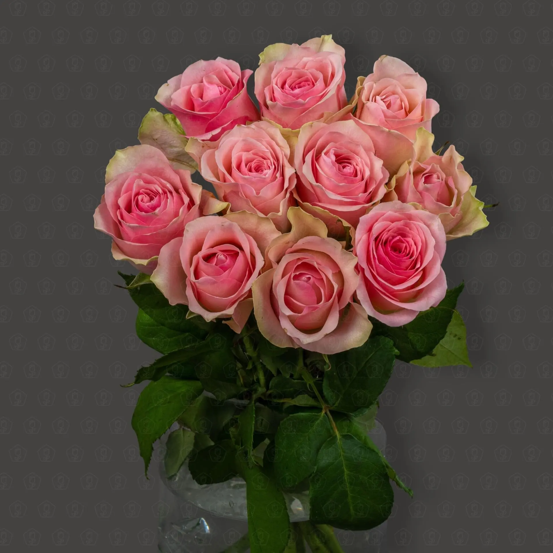 Роза Кения 40 см. (Светло-розовая)