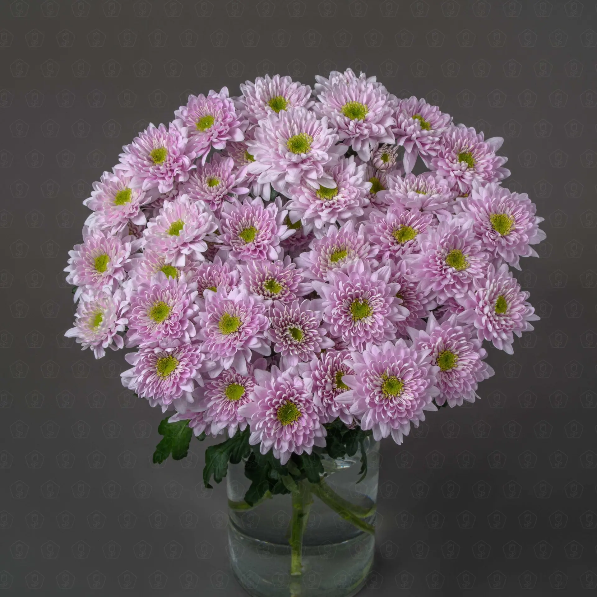 Хризантема кустовая (Коммандер Пинк)