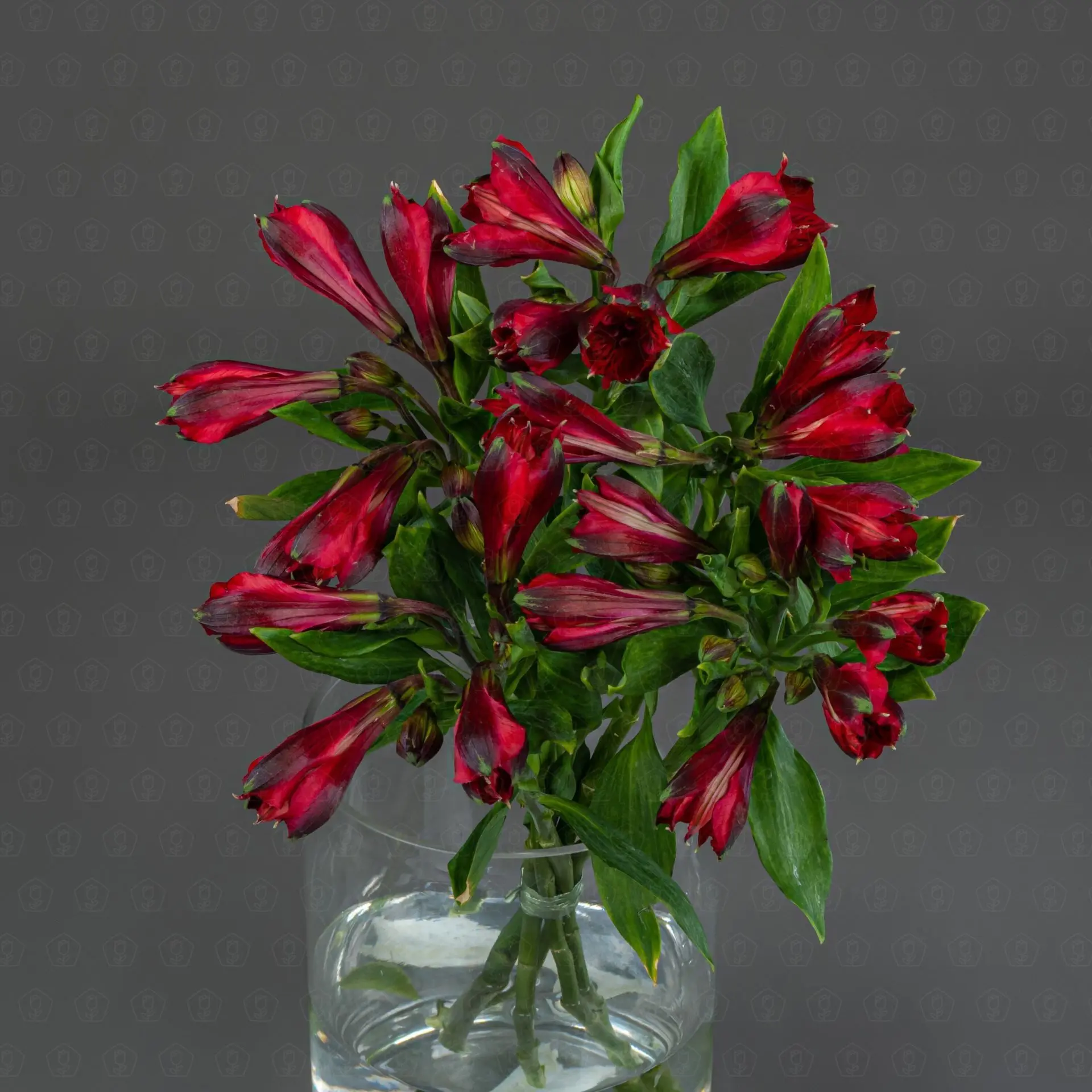 Альстромерия (Красная)