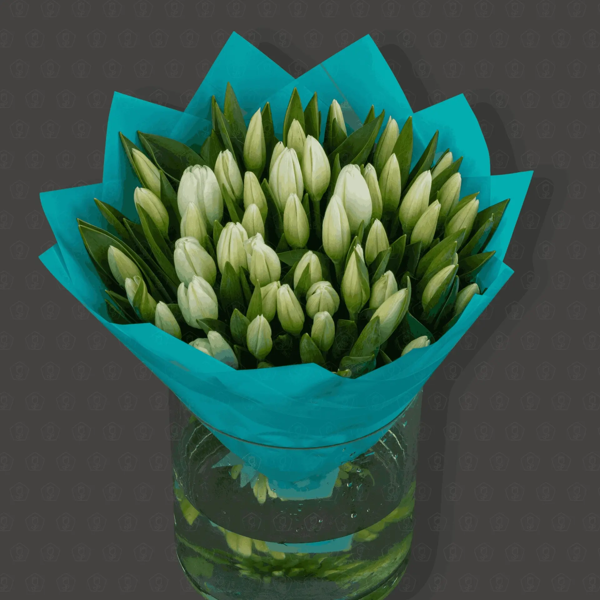 51 Белый тюльпан "Лазурь"