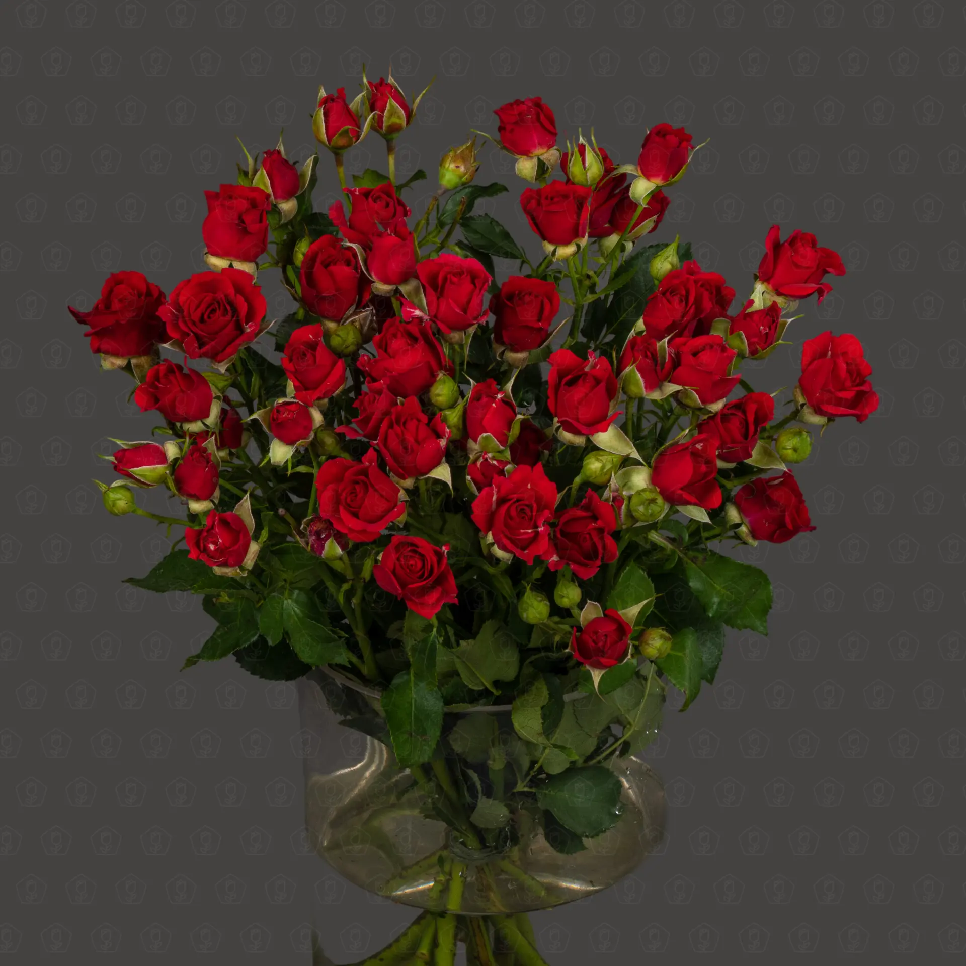 Роза кустовая 50 см. (Красная) Роза кустовая 50 см. (Красная)