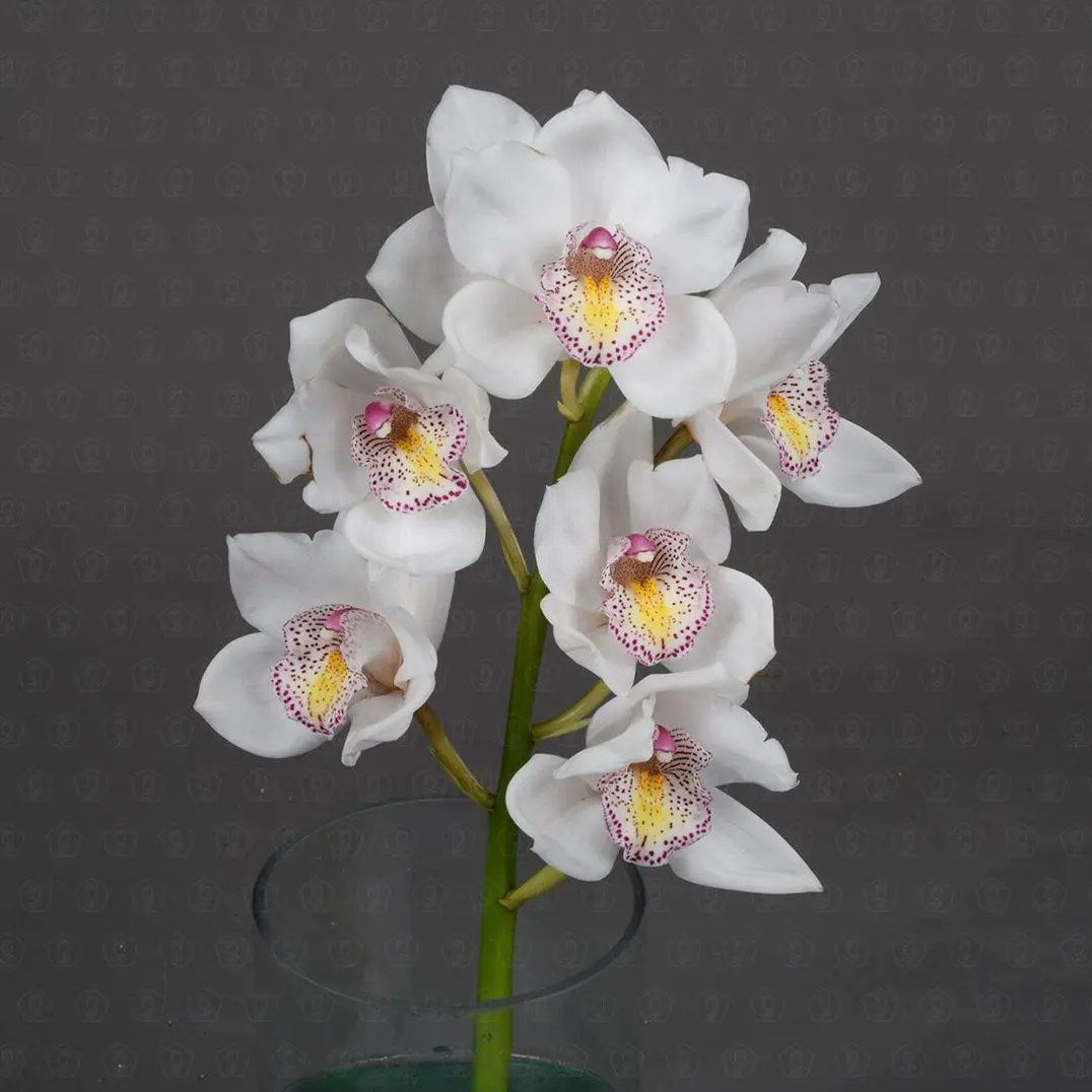 Орхидея Цимбидиум 50 см. ветка (Белый)