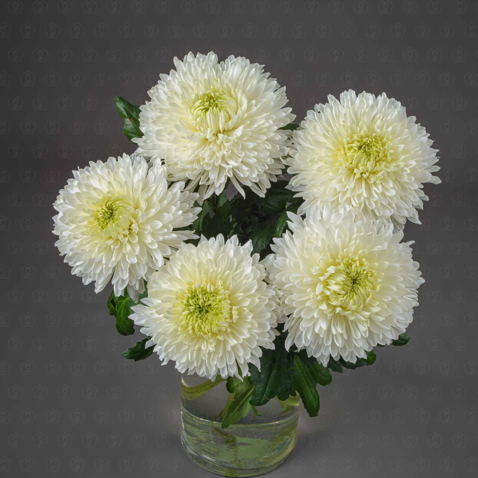 Хризантема одноголовая (Магнум)