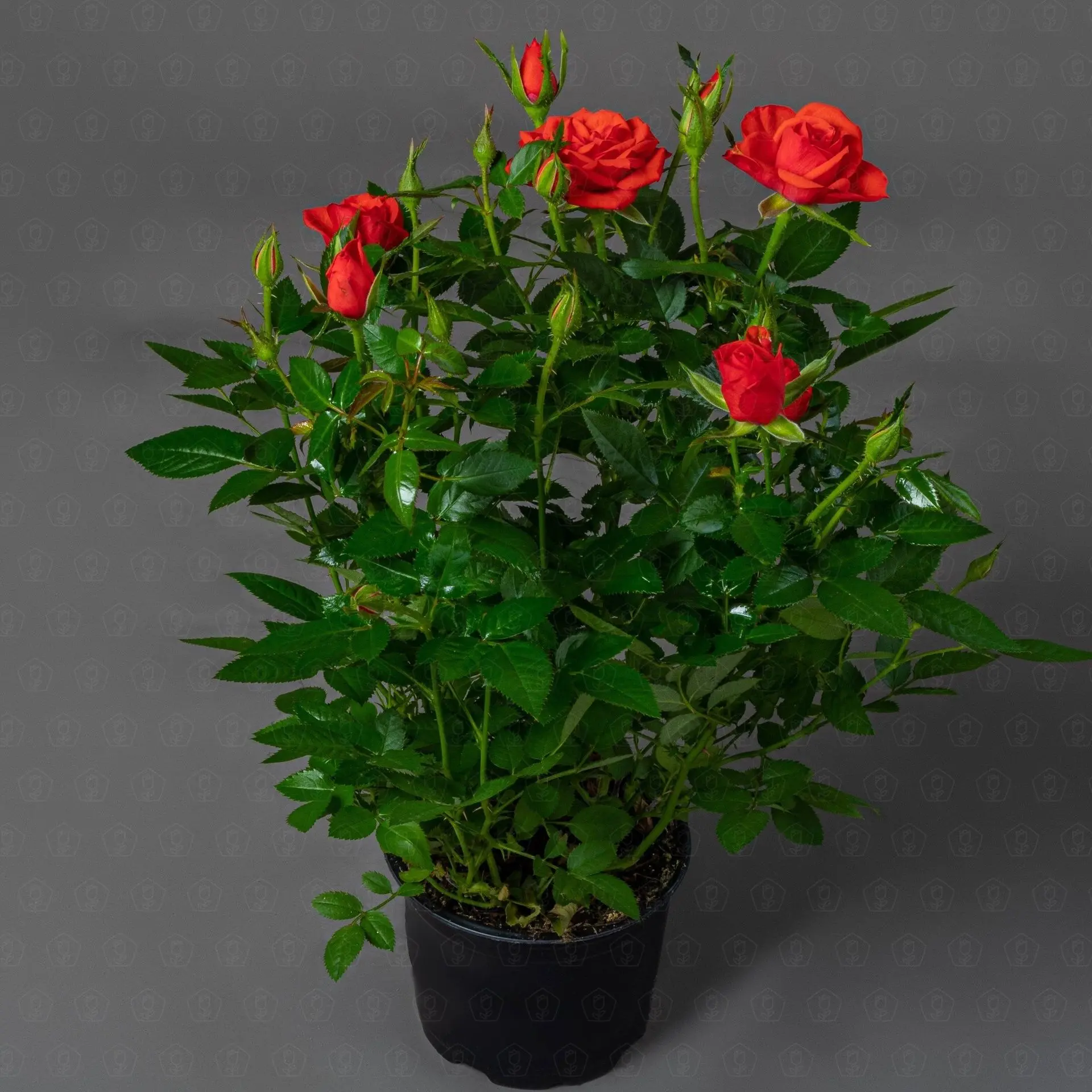 Роза Кордана (Оранжевая)