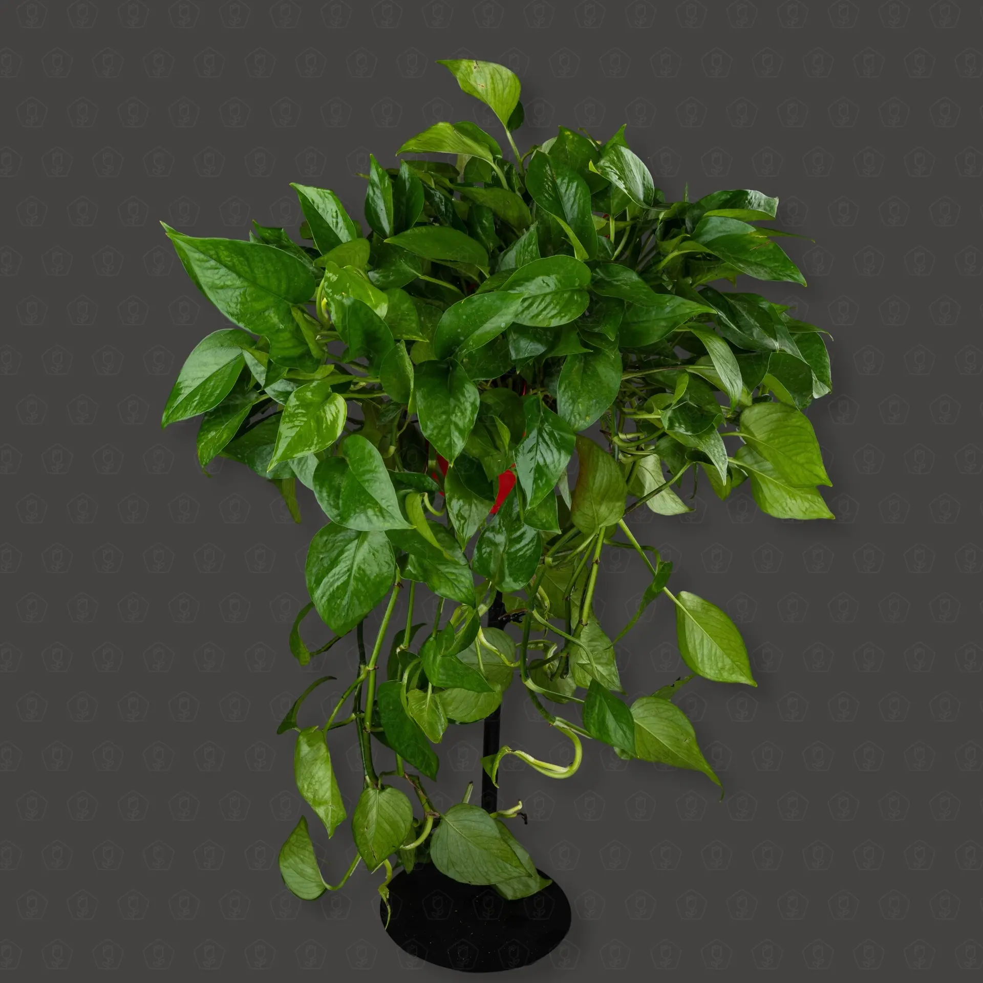 Эпипремнум Ауреум d18 h40 (подвесной)