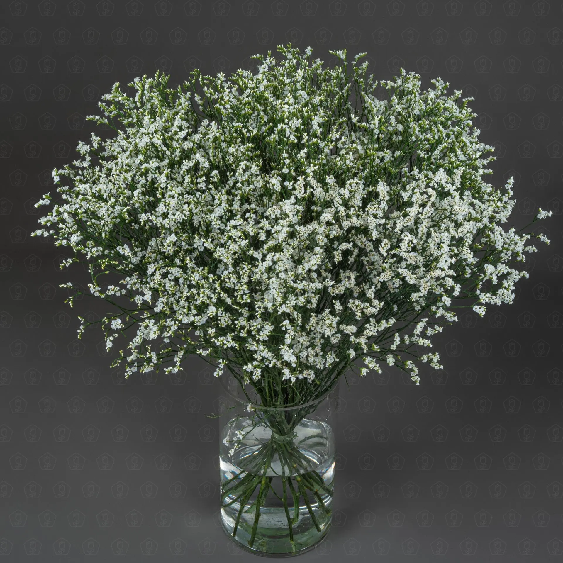 Лимониум (Белый)