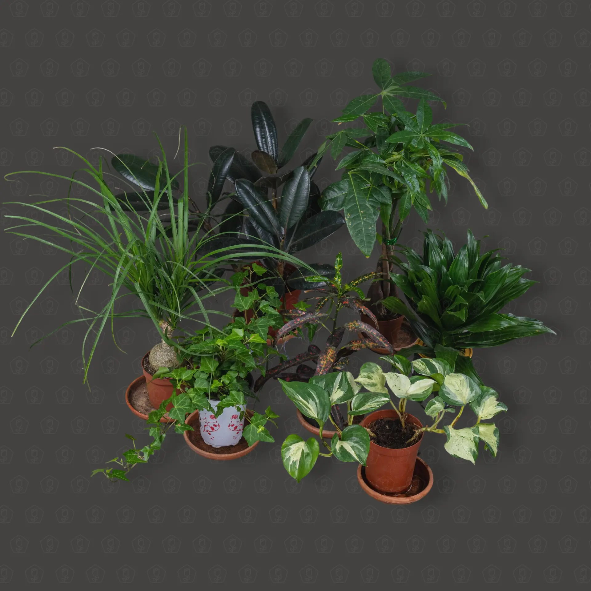 Другие растения