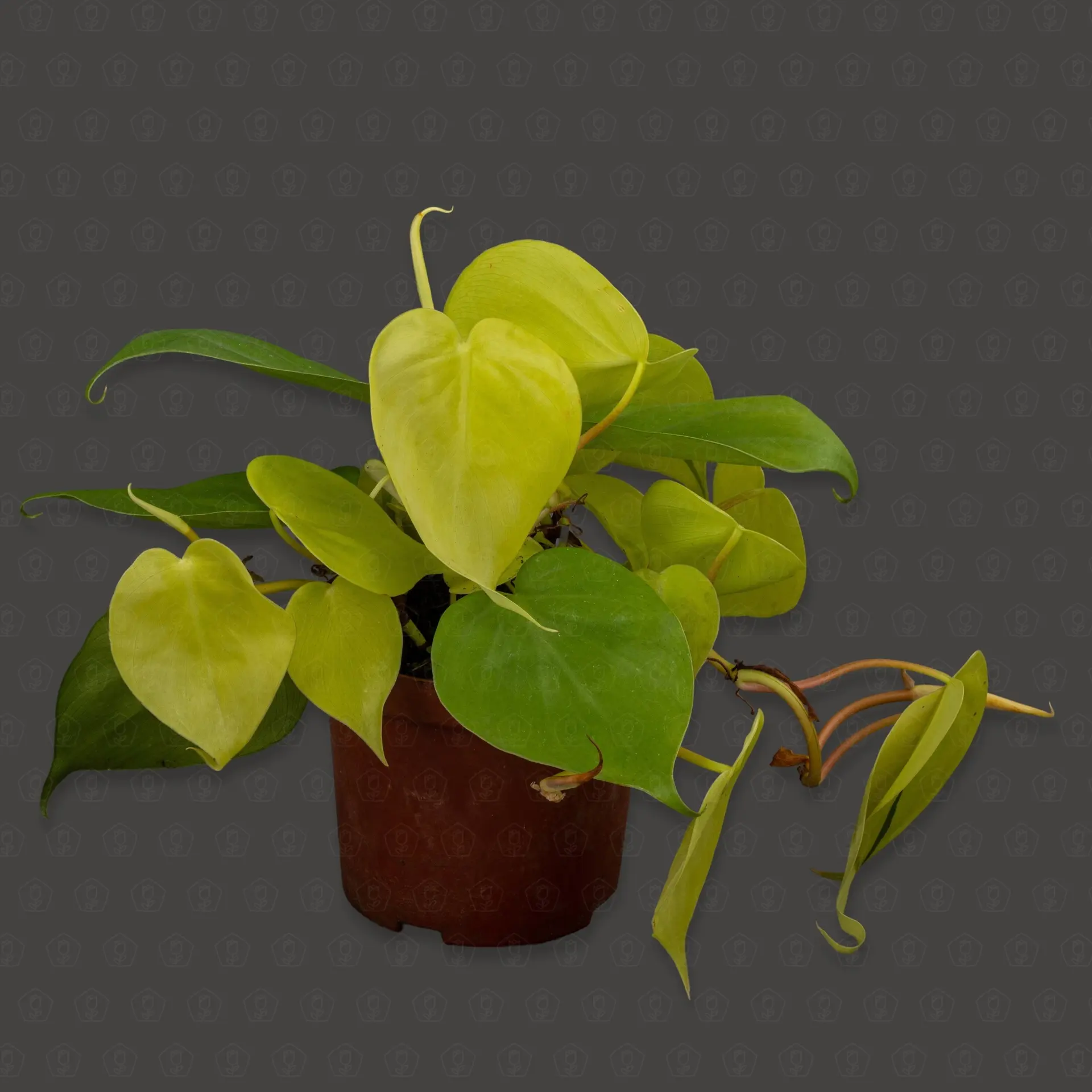 Эпипремнум Голден Потос d11 h18