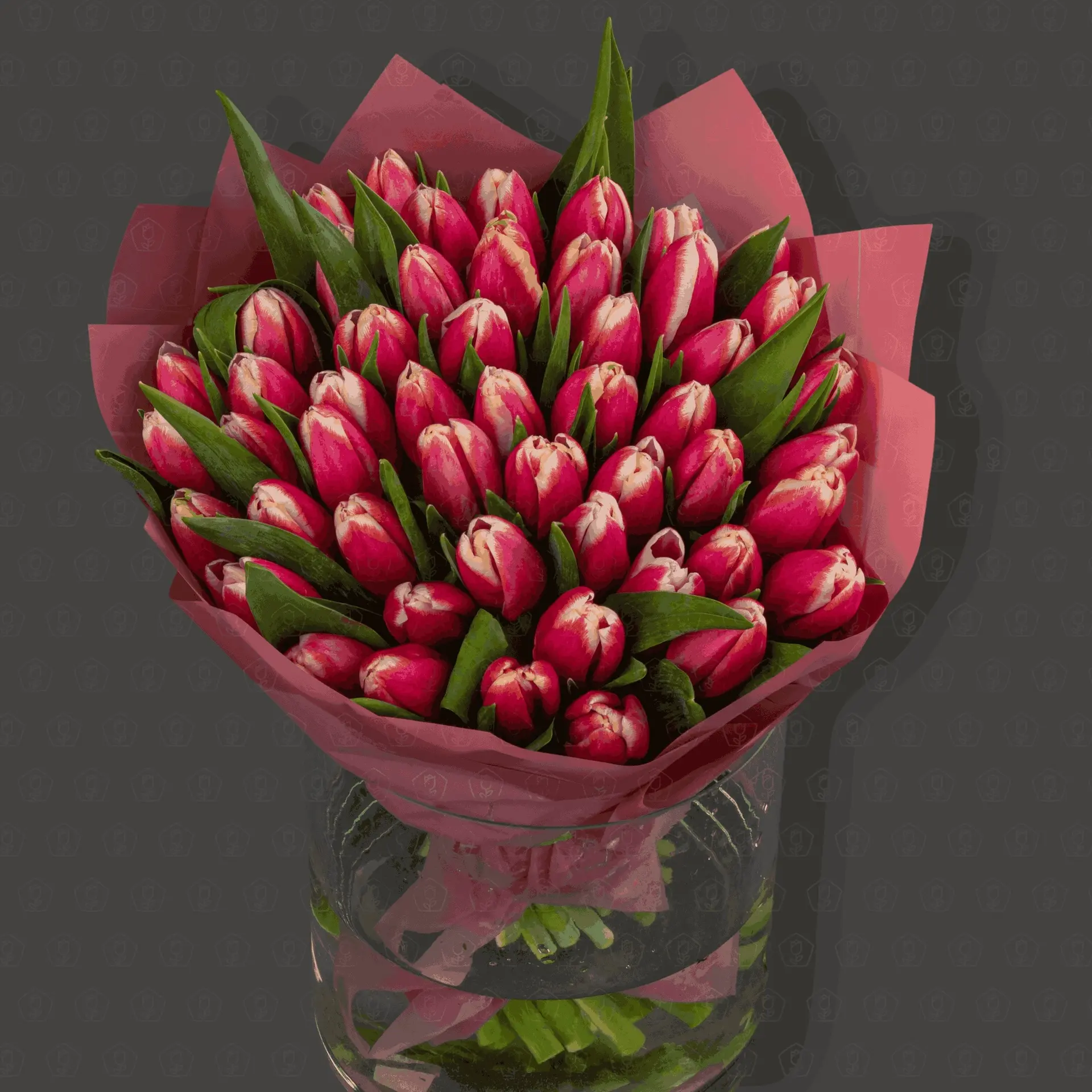 51 Красно-белый тюльпан "Интрига"