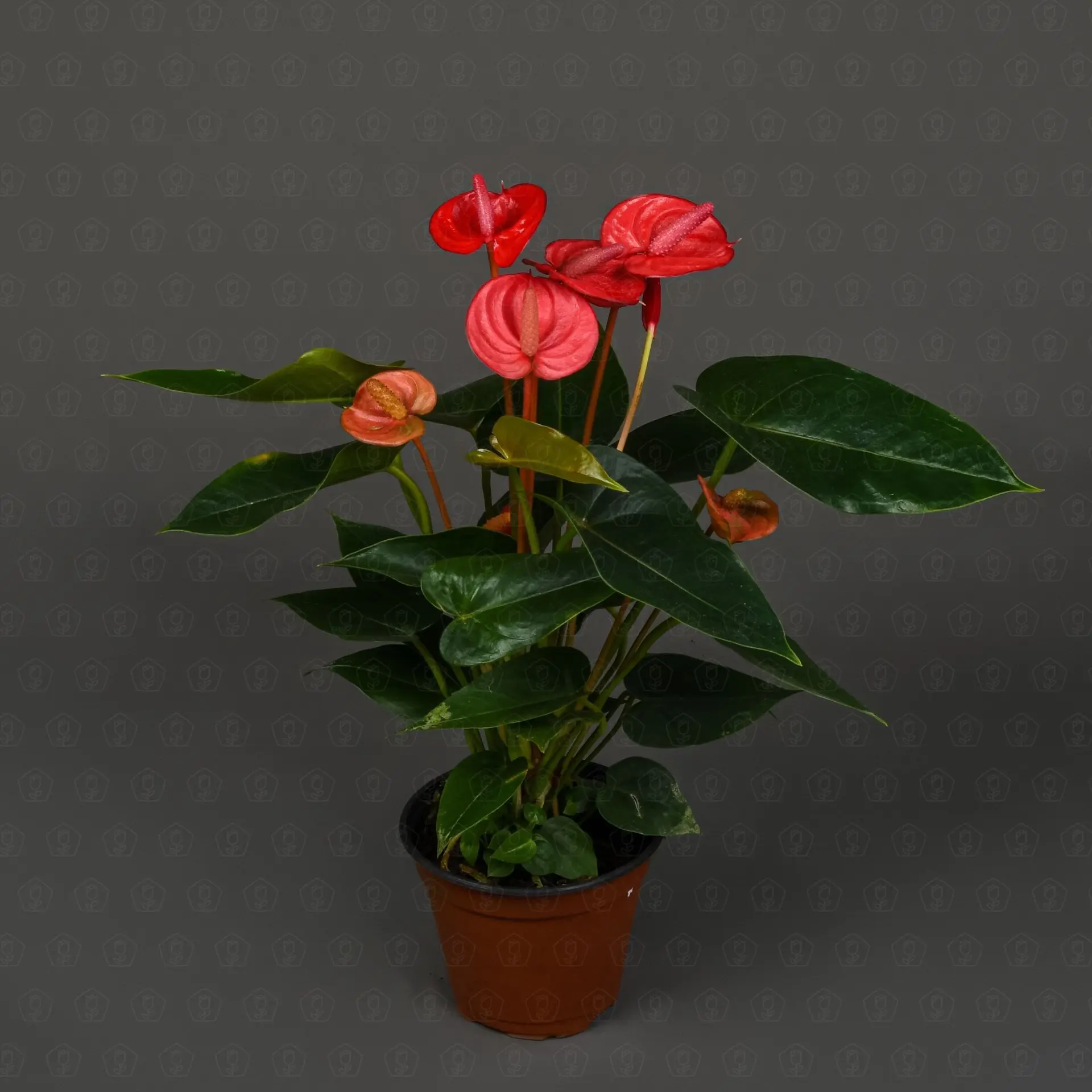 Антуриум Ксяо Цзяо 11/38